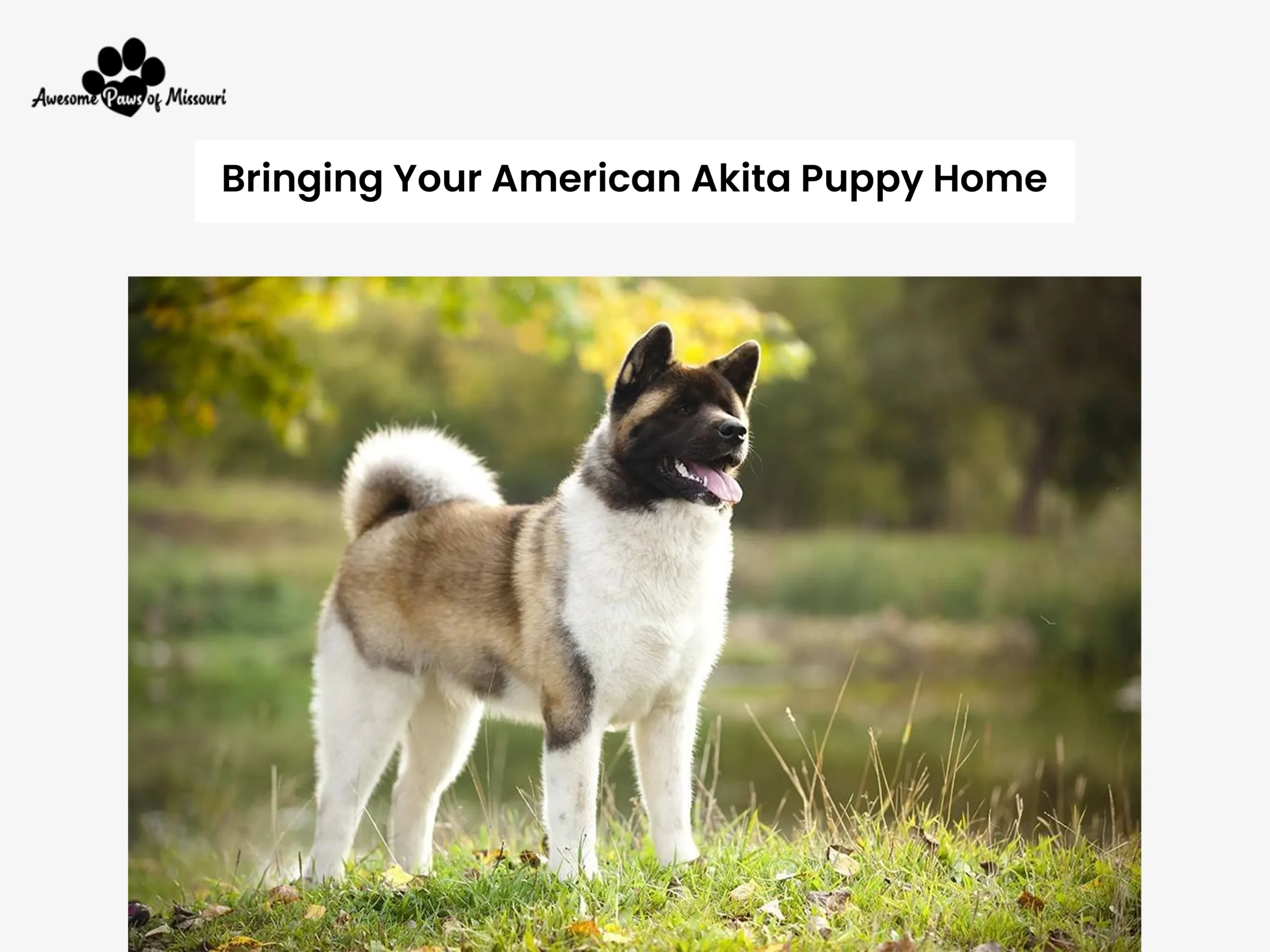 Bringing Your American Akita Puppy Home