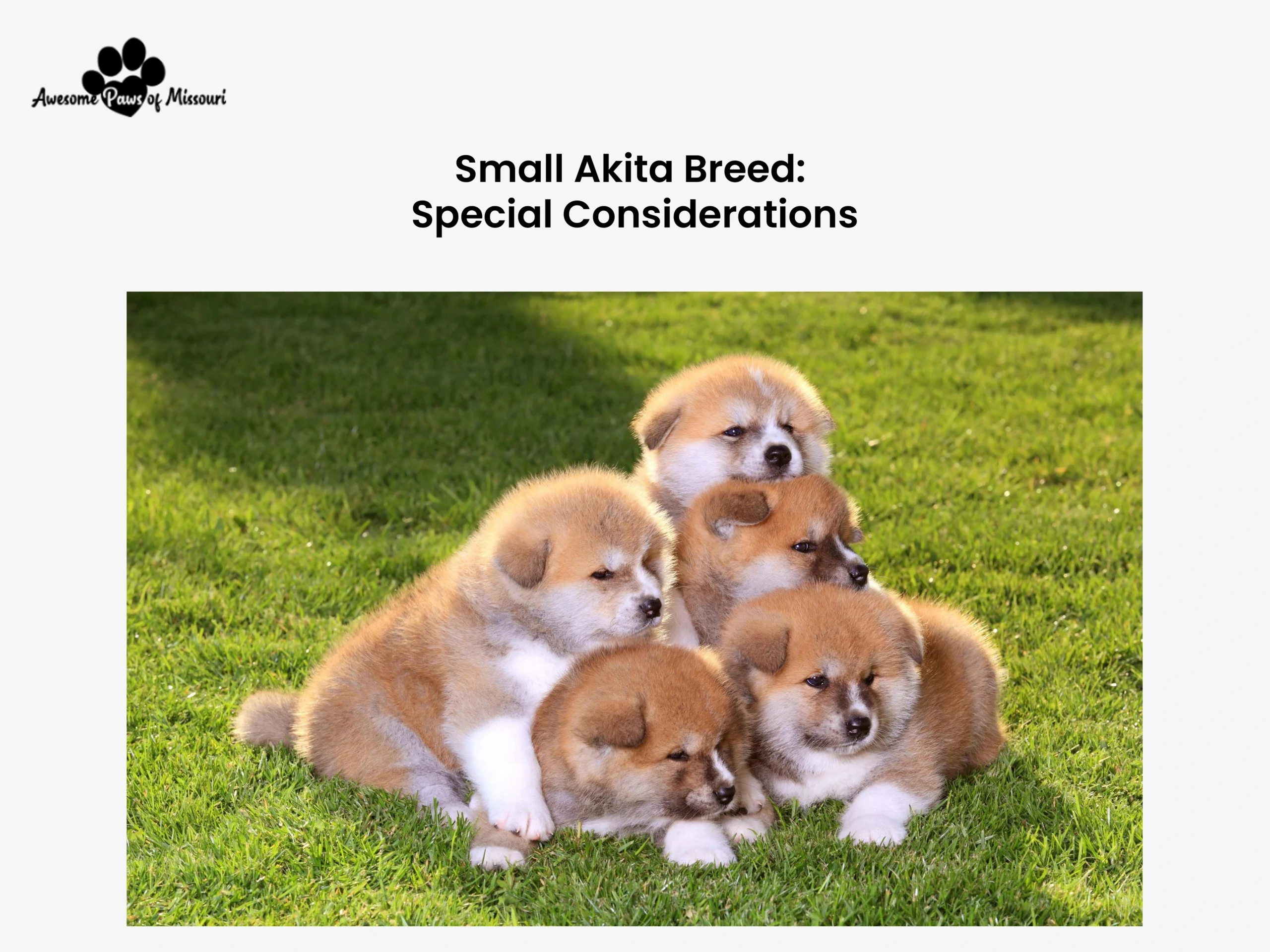 Small Akita Breed: Special Considerations