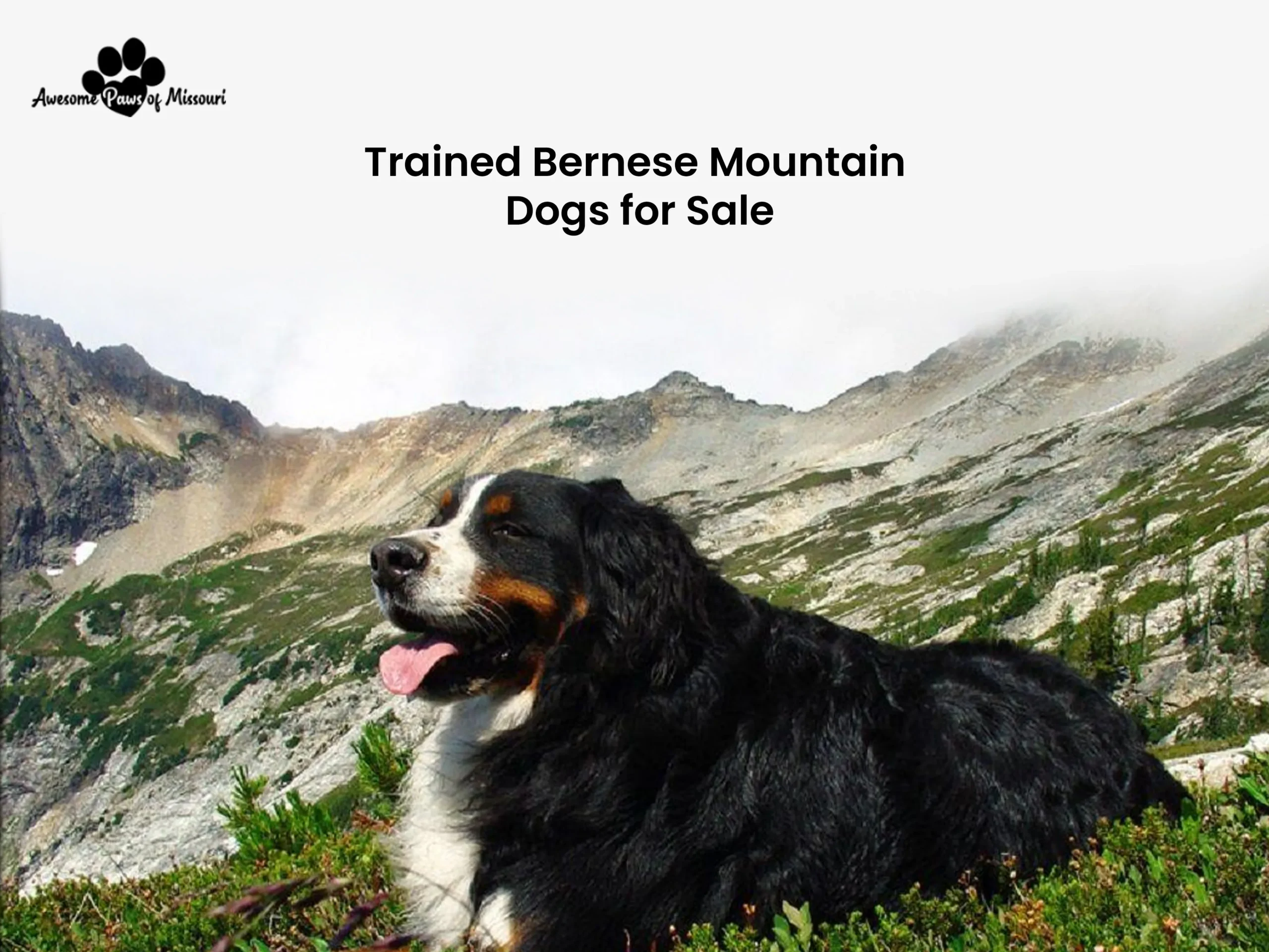 Trained Bernese Mountain Dogs for Sale 