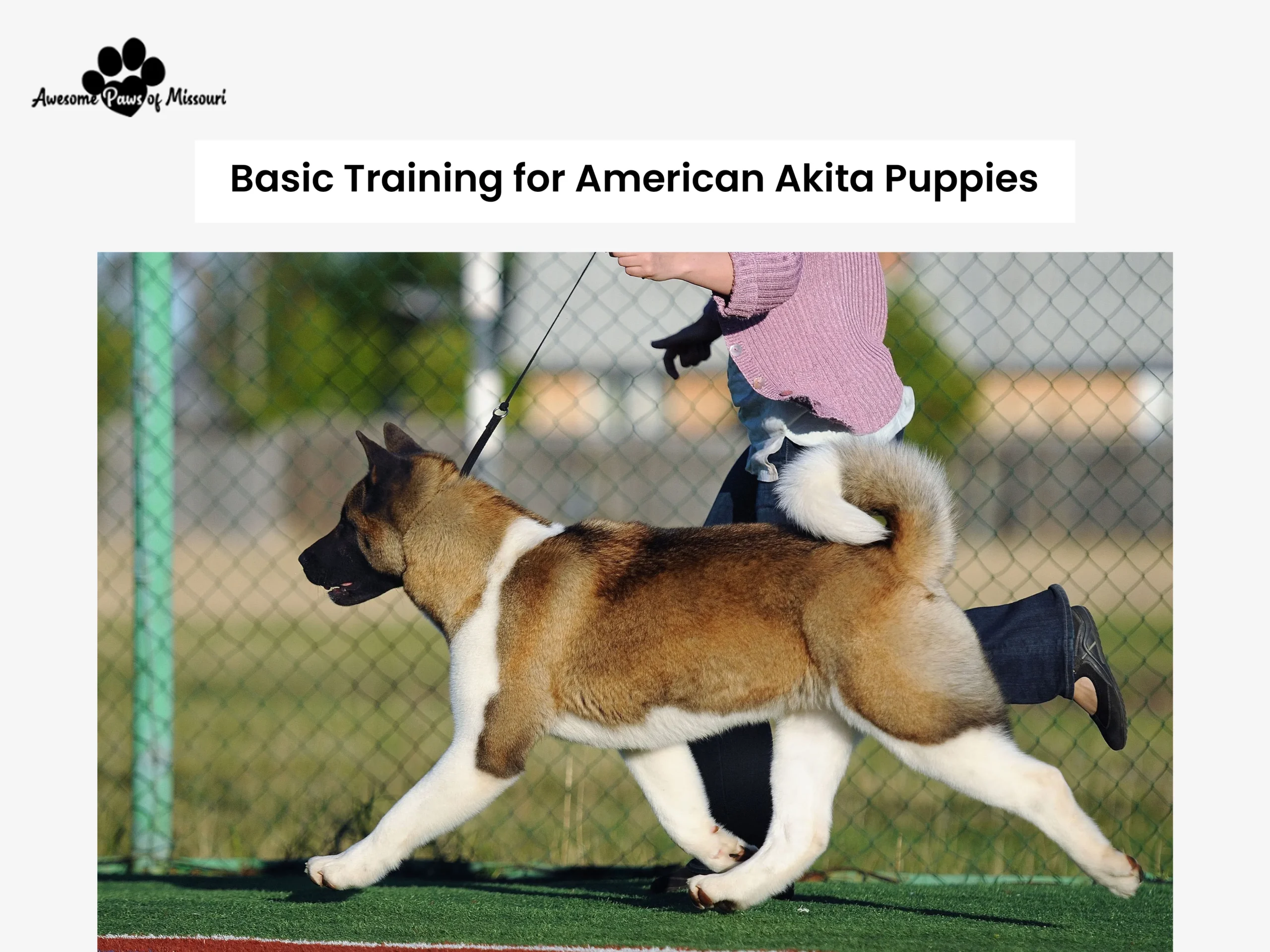 Basic Training for American Akita Puppies
