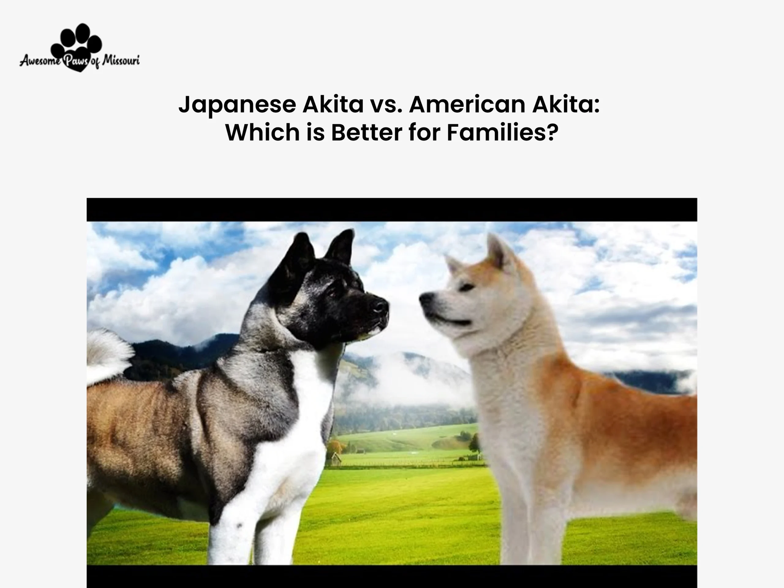 Japanese Akita vs. American Akita: Which is Better for Families?