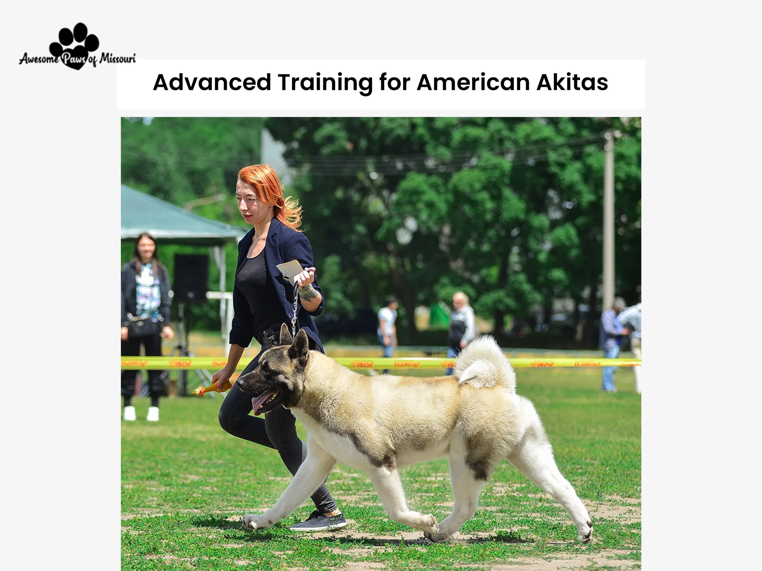 Advanced Training for American Akitas