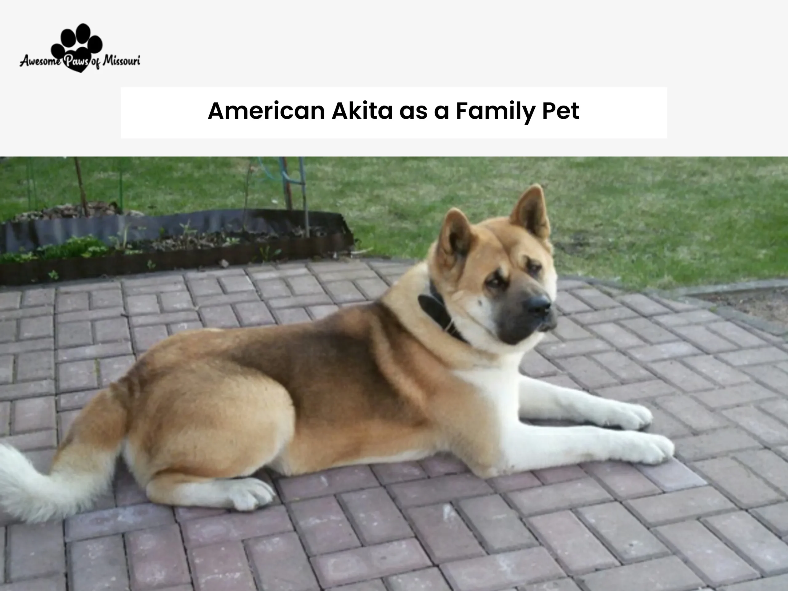 American Akita as a Family Pet