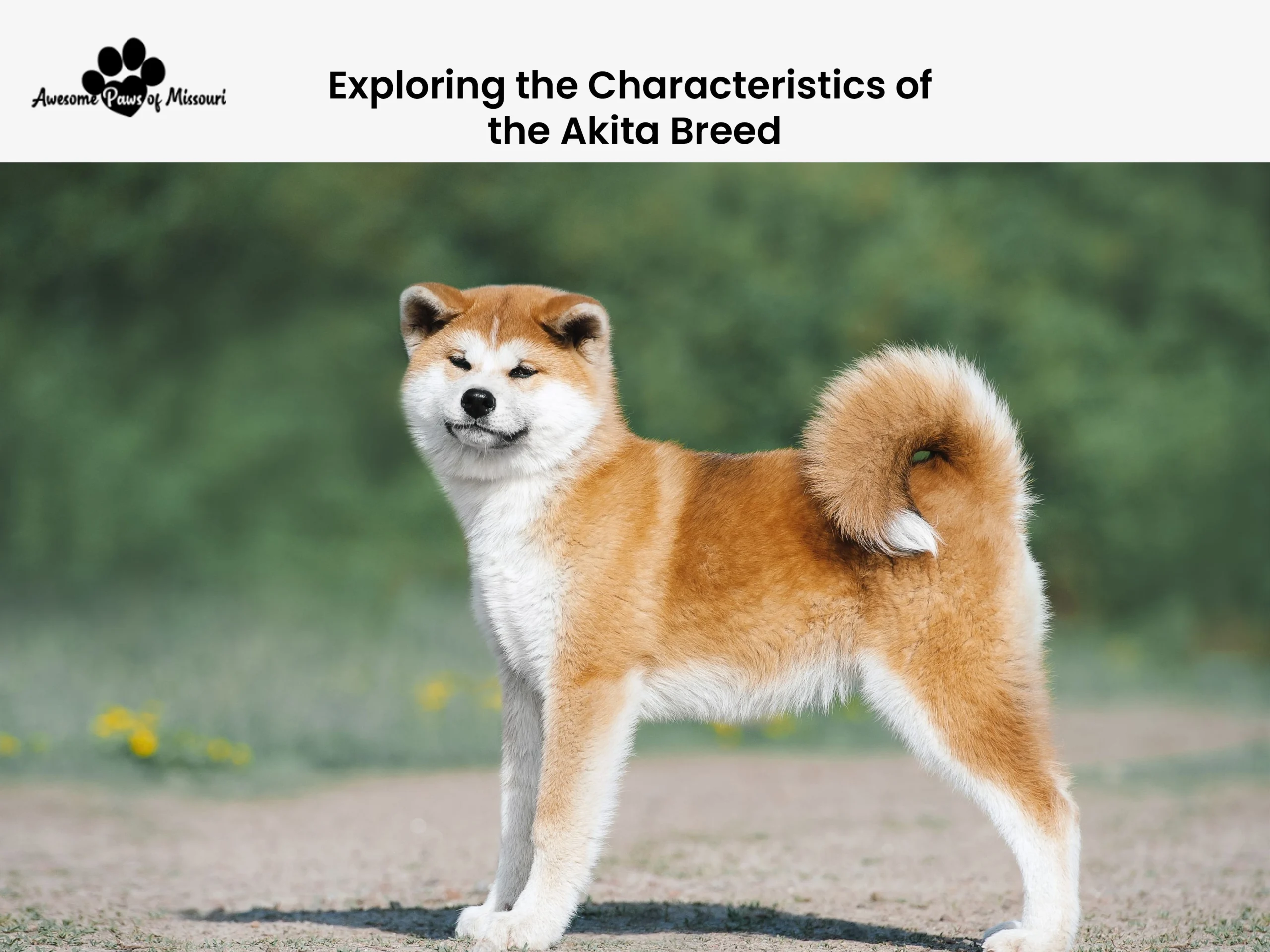 Exploring the Characteristics of the Akita Breed