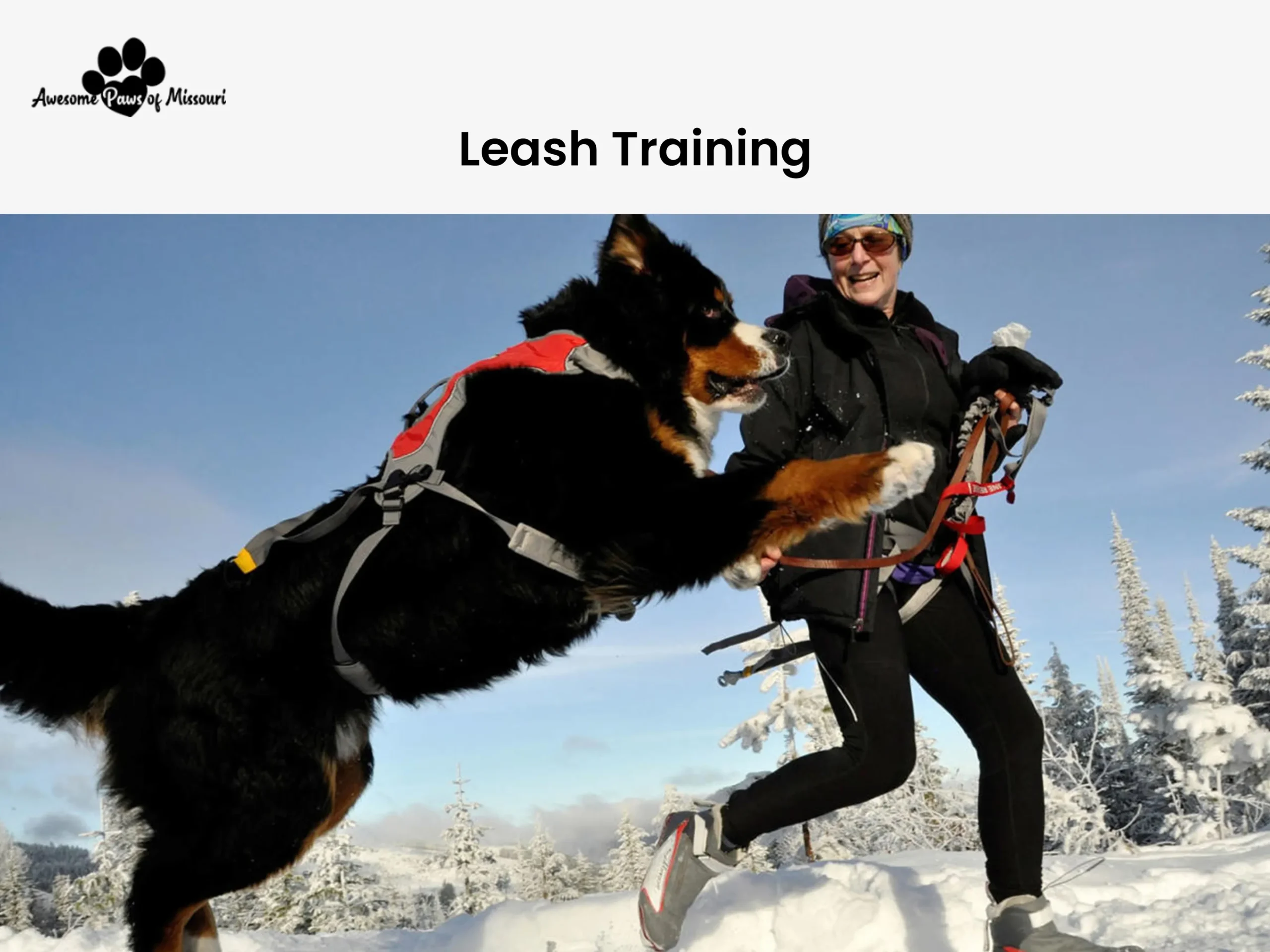 Leash Training 