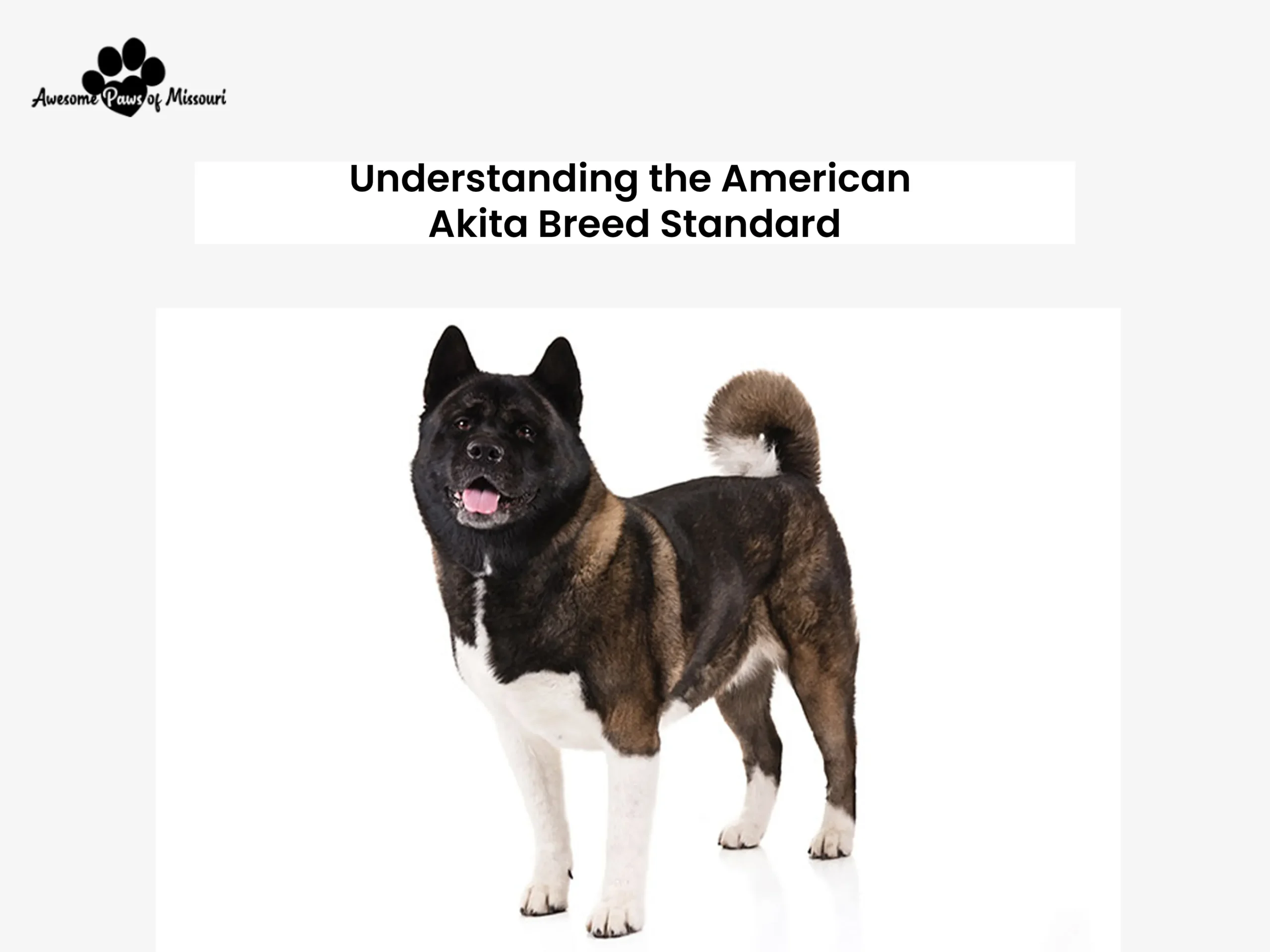 Understanding the American Akita Breed Standard