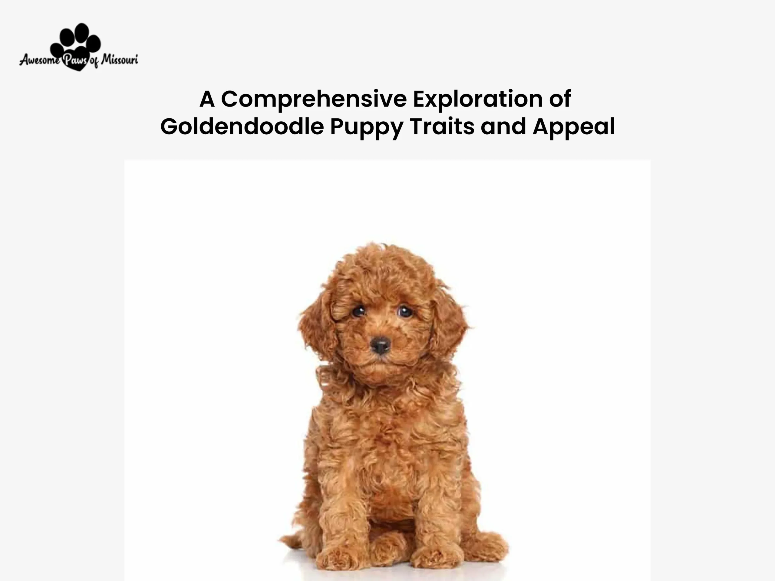 A Comprehensive Exploration of Goldendoodle Puppy Traits and Appeal