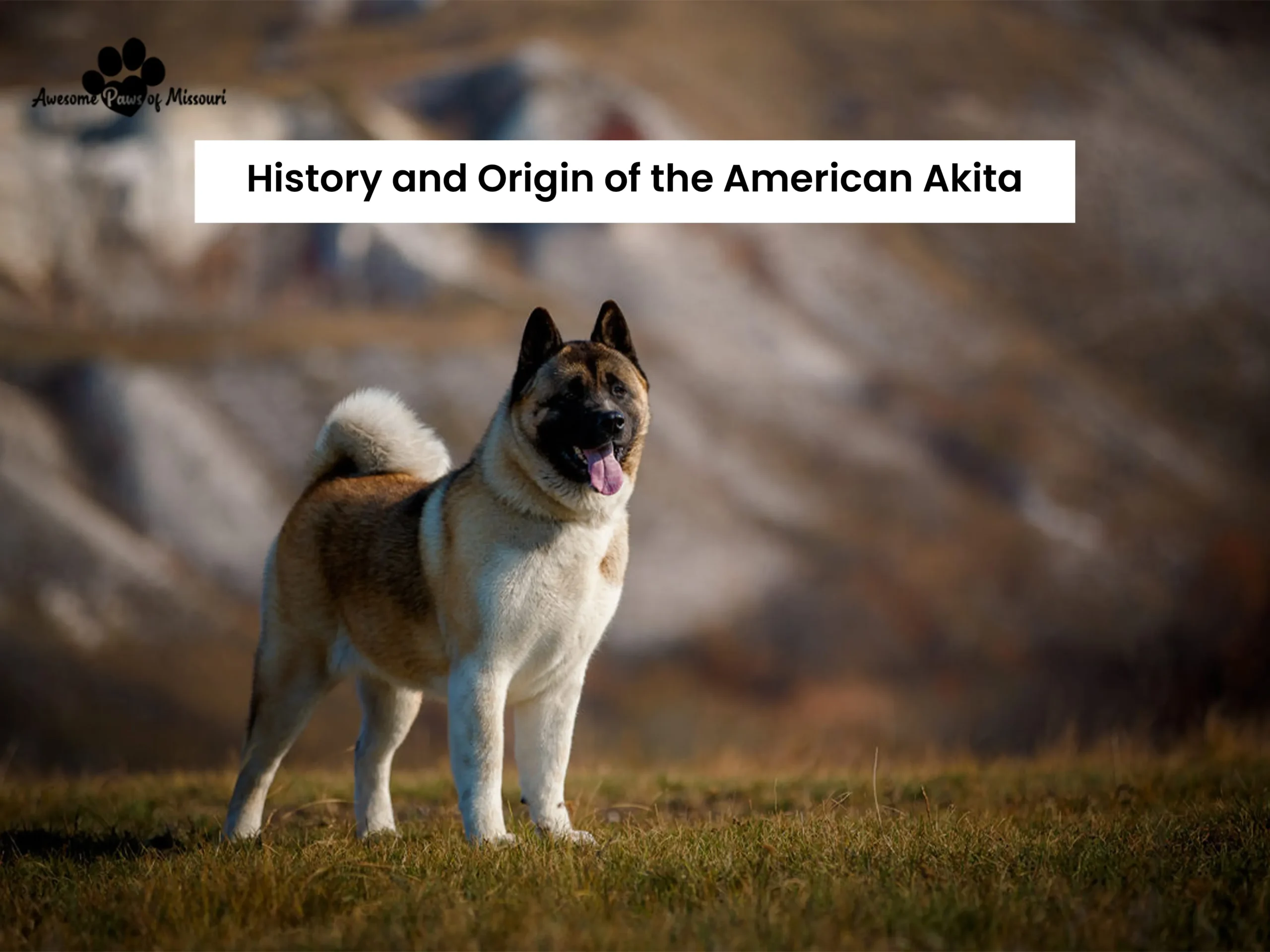 History and Origin of the American Akita