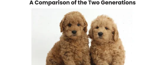 F1 vs F1B Goldendoodles: A Comparison of the Two Generations