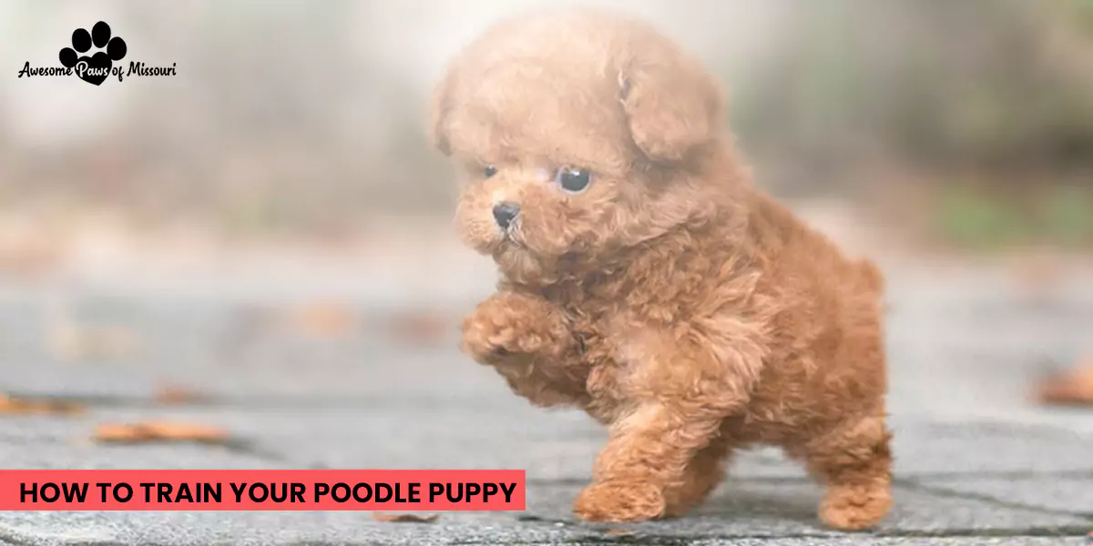 How To Train Your Poodle Puppy Awesome Paws Of Missouri