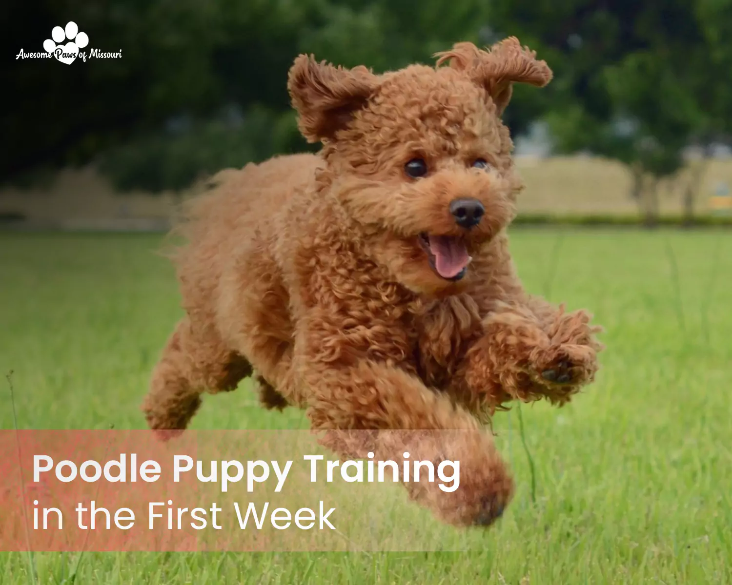 Poodle Puppy Training in the First Week