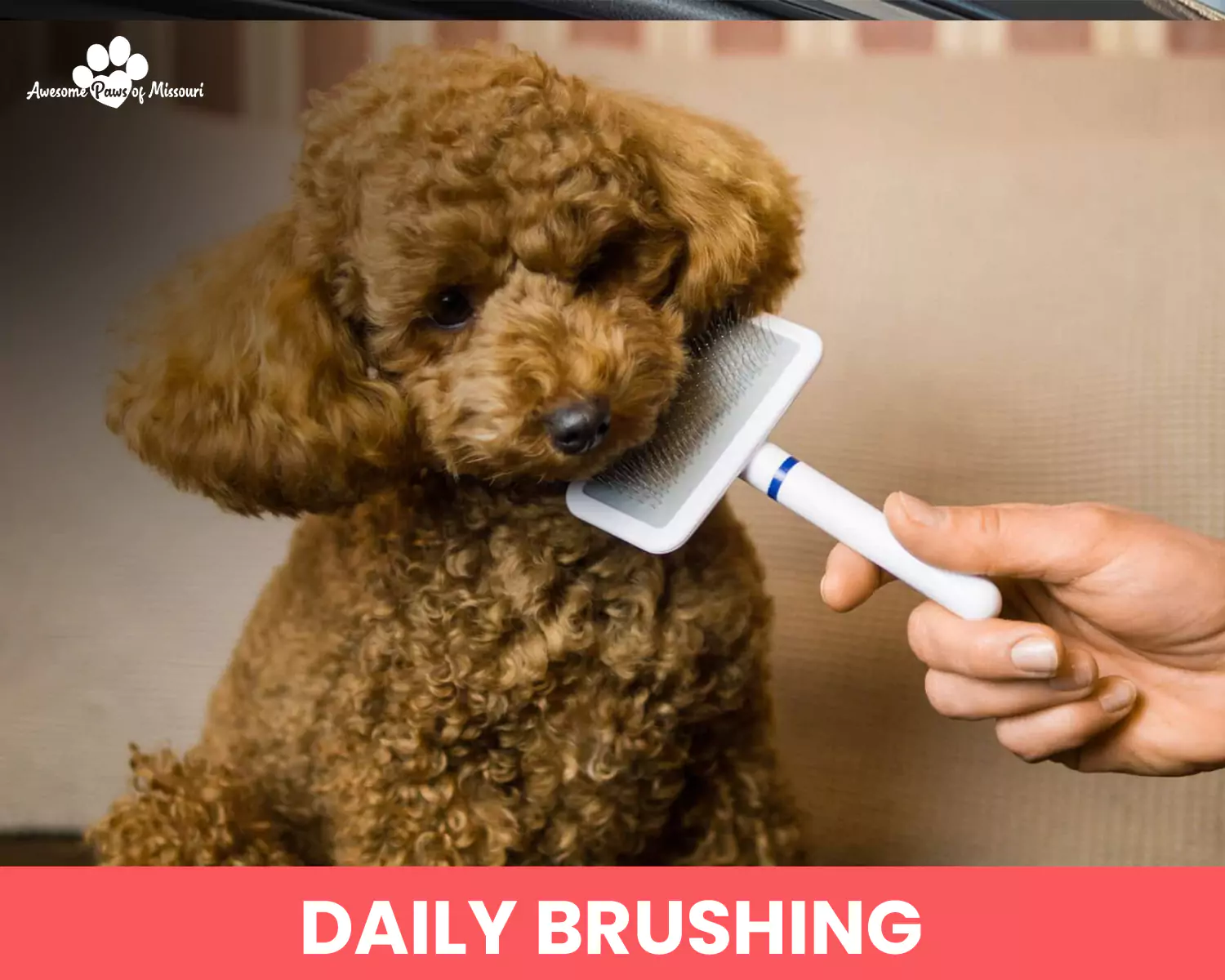 Daily Brushing