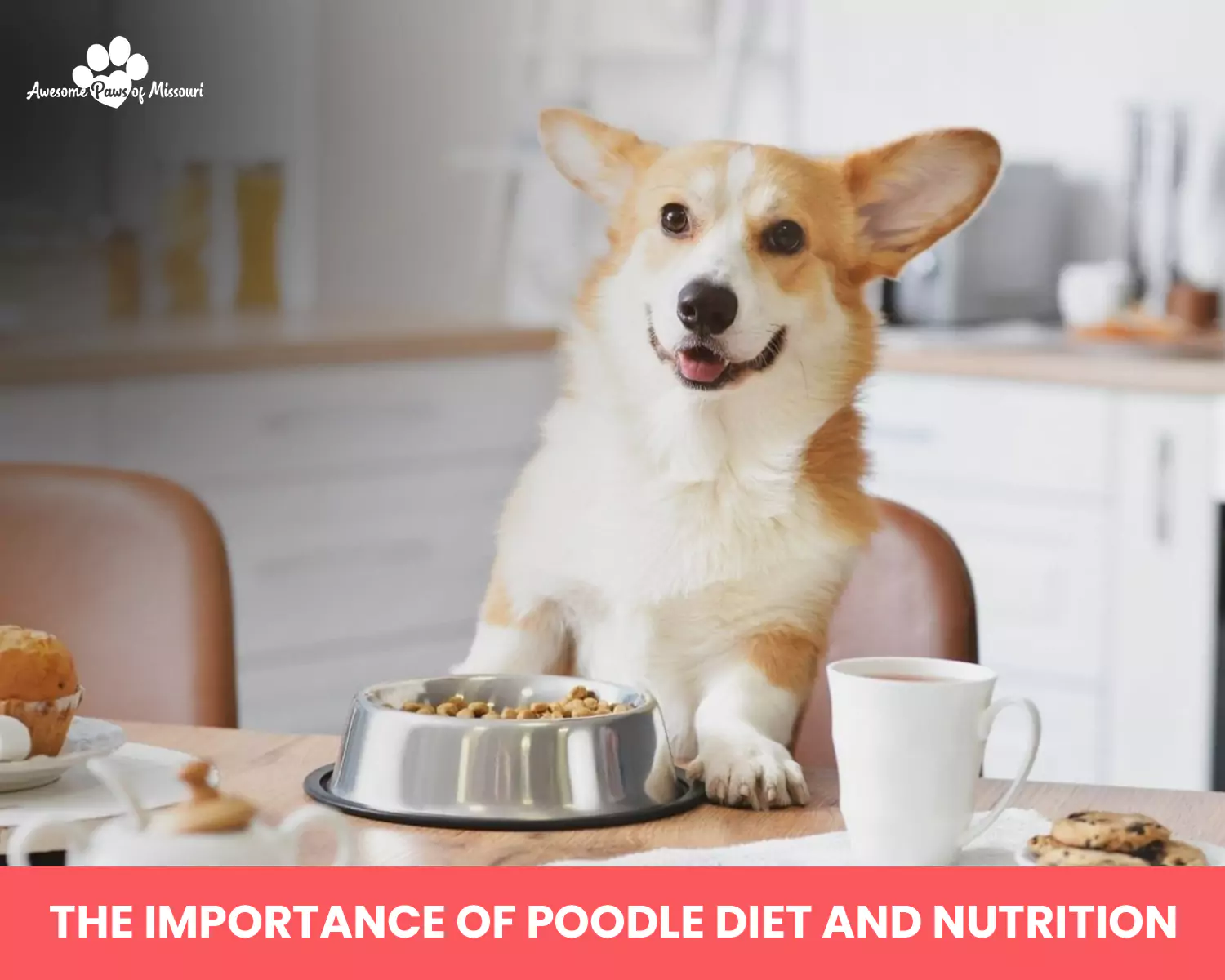 The Importance of Poodle Diet and Nutrition