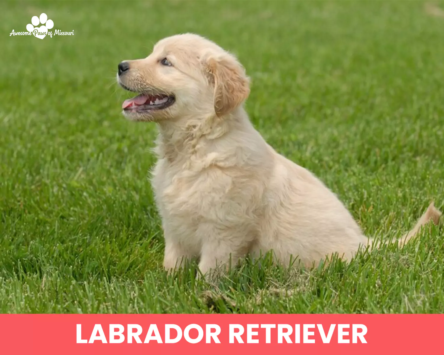 Labrador Retriever
