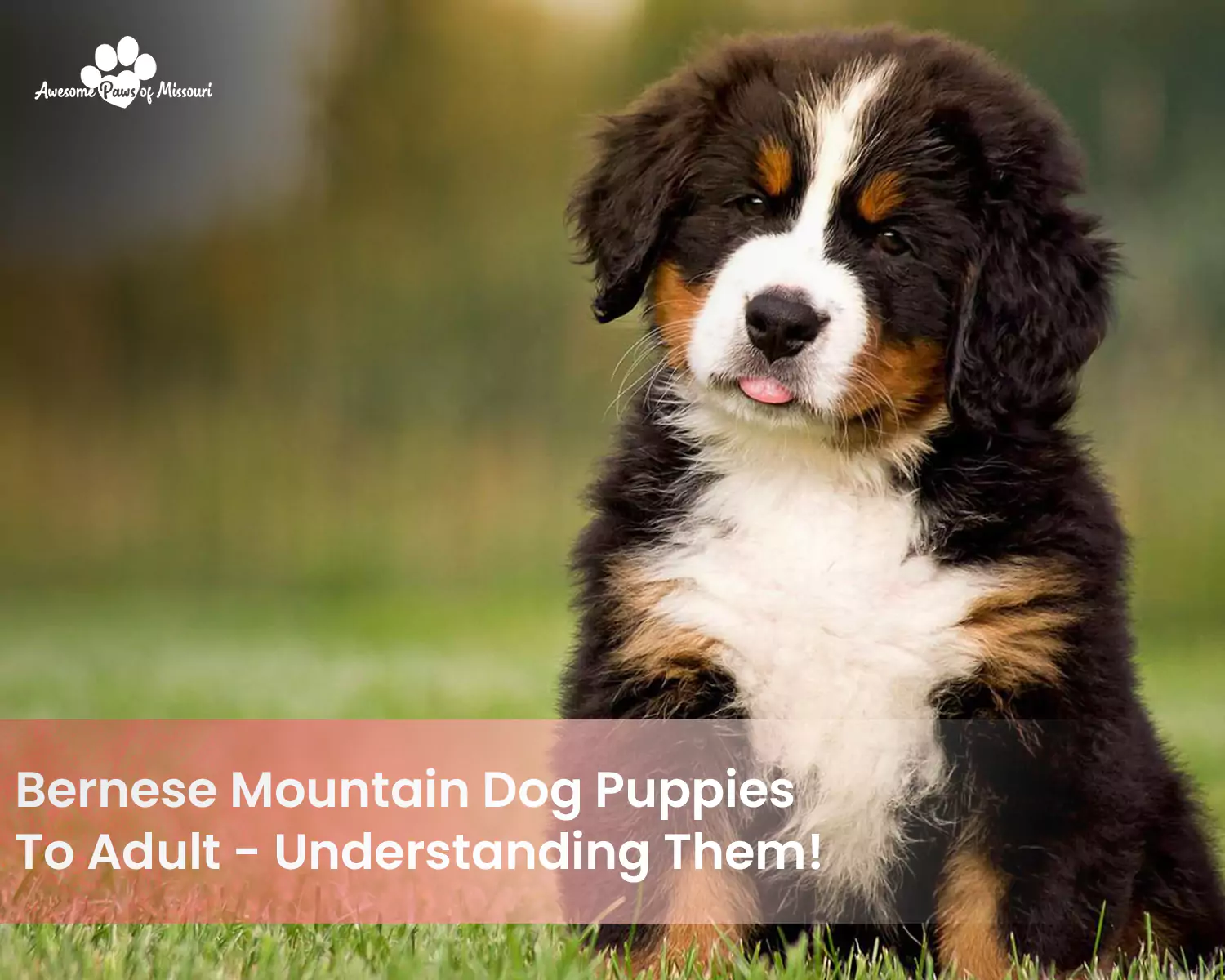 Bernese Mountain Dog Puppies To Adult - Understanding Them!