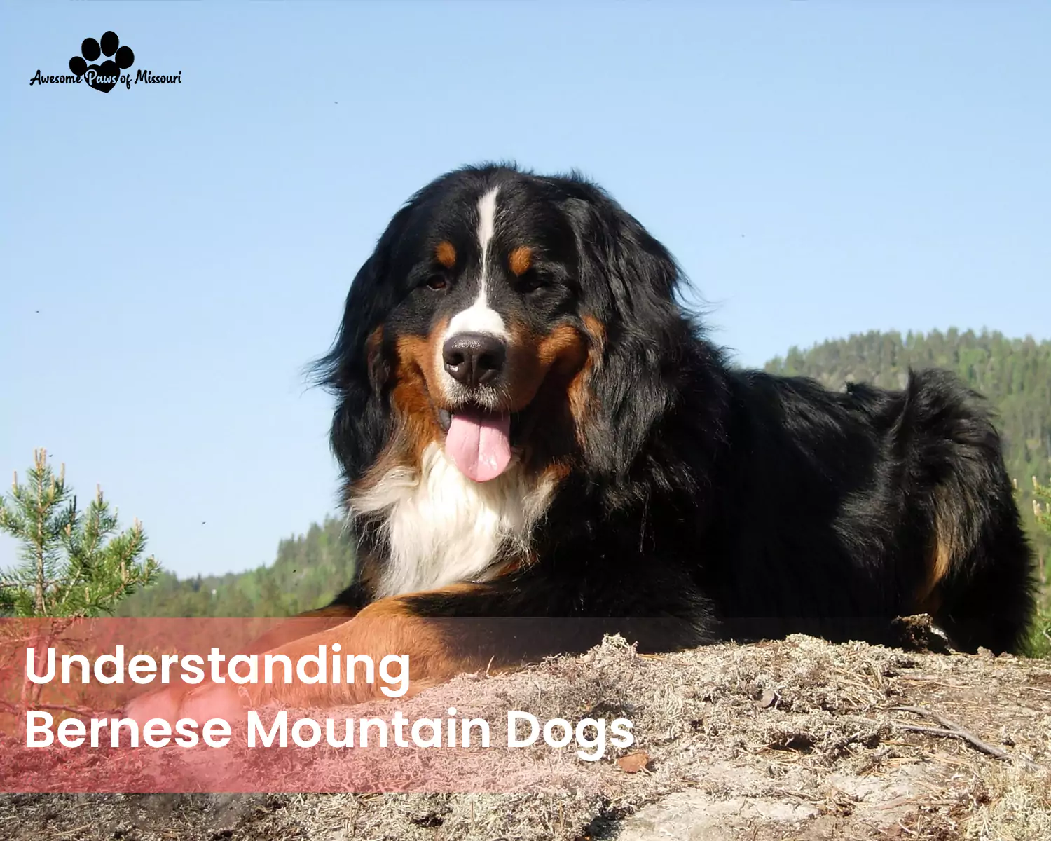 Understanding Bernese Mountain Dogs
