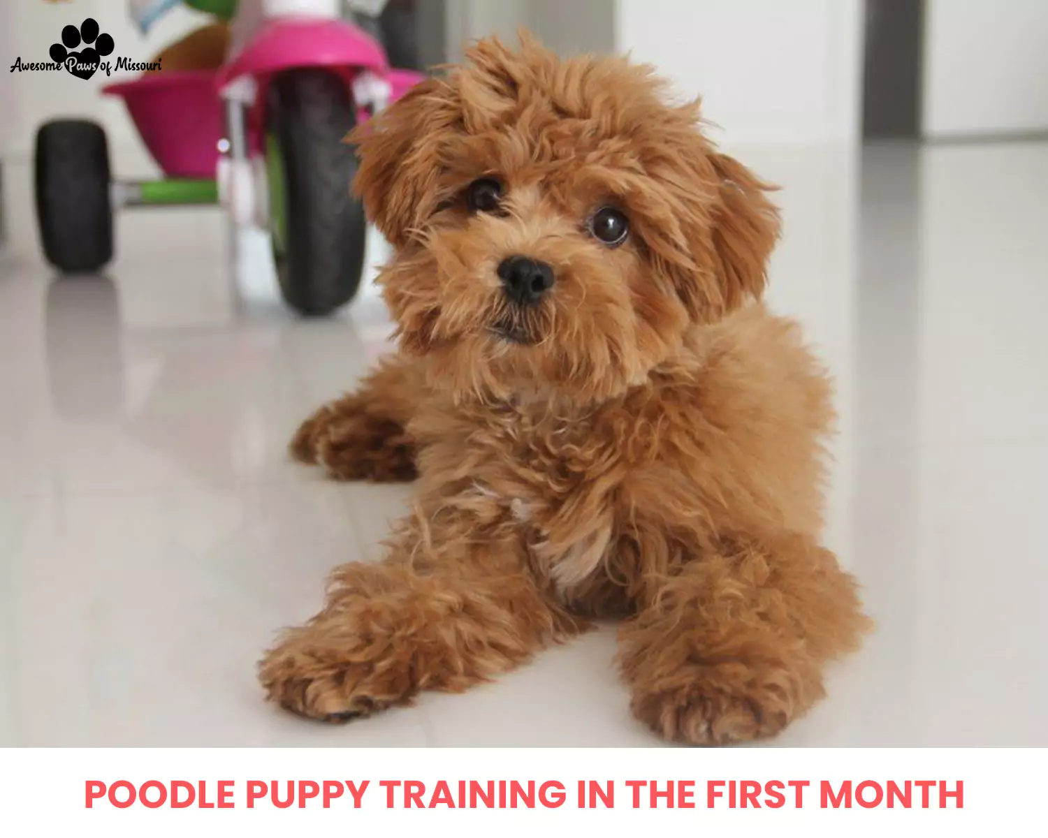 Poodle Puppy Training in the First Month 