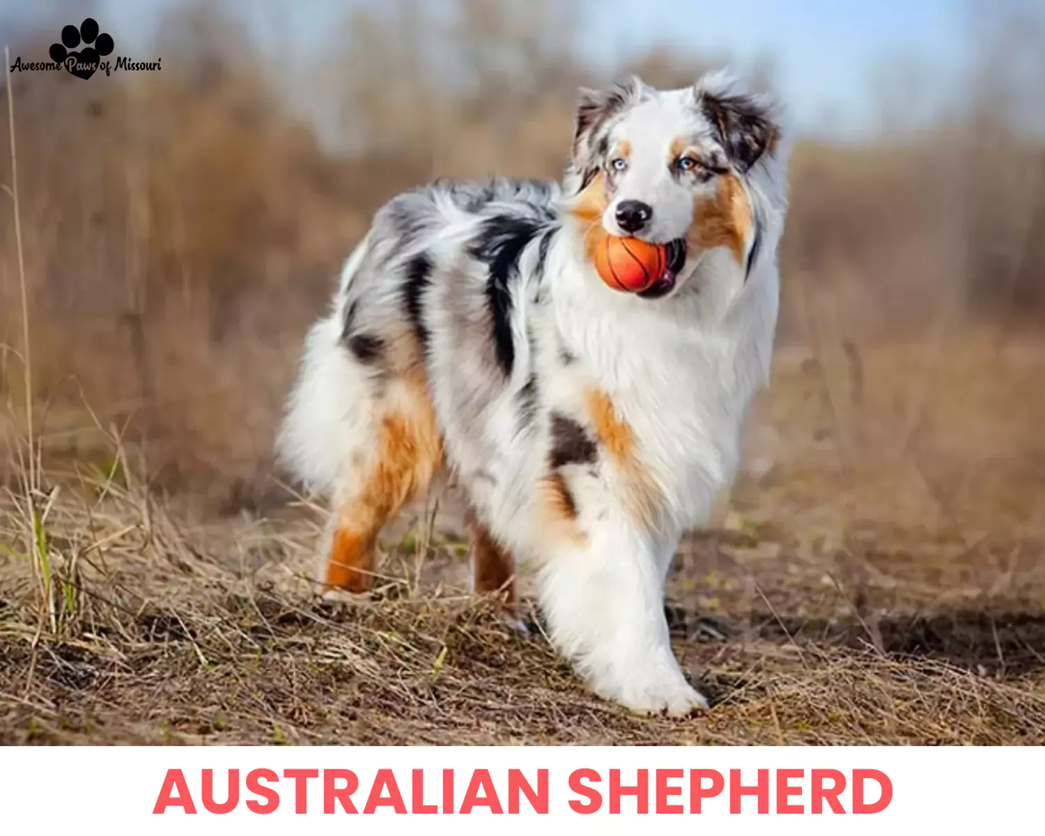 Australian Shepherd