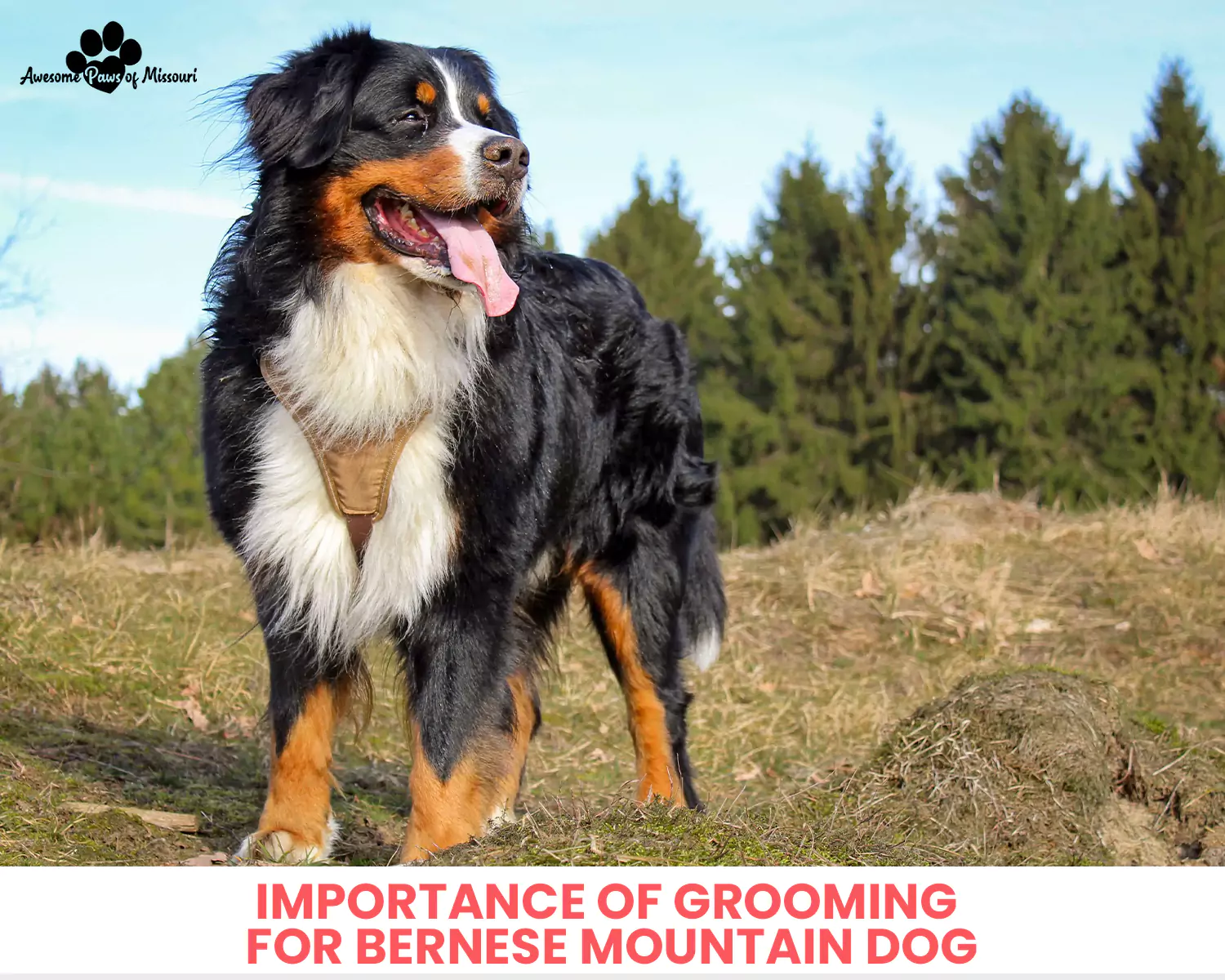Importance of Grooming for Bernese Mountain Dog