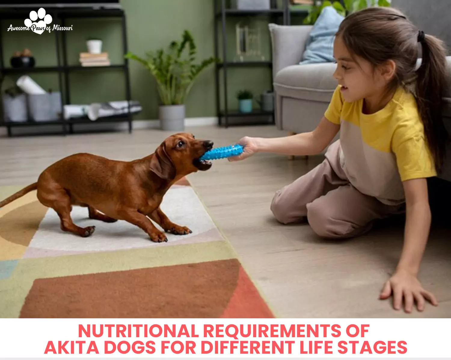 Nutritional Requirements of Akita Dogs for Different Life Stages