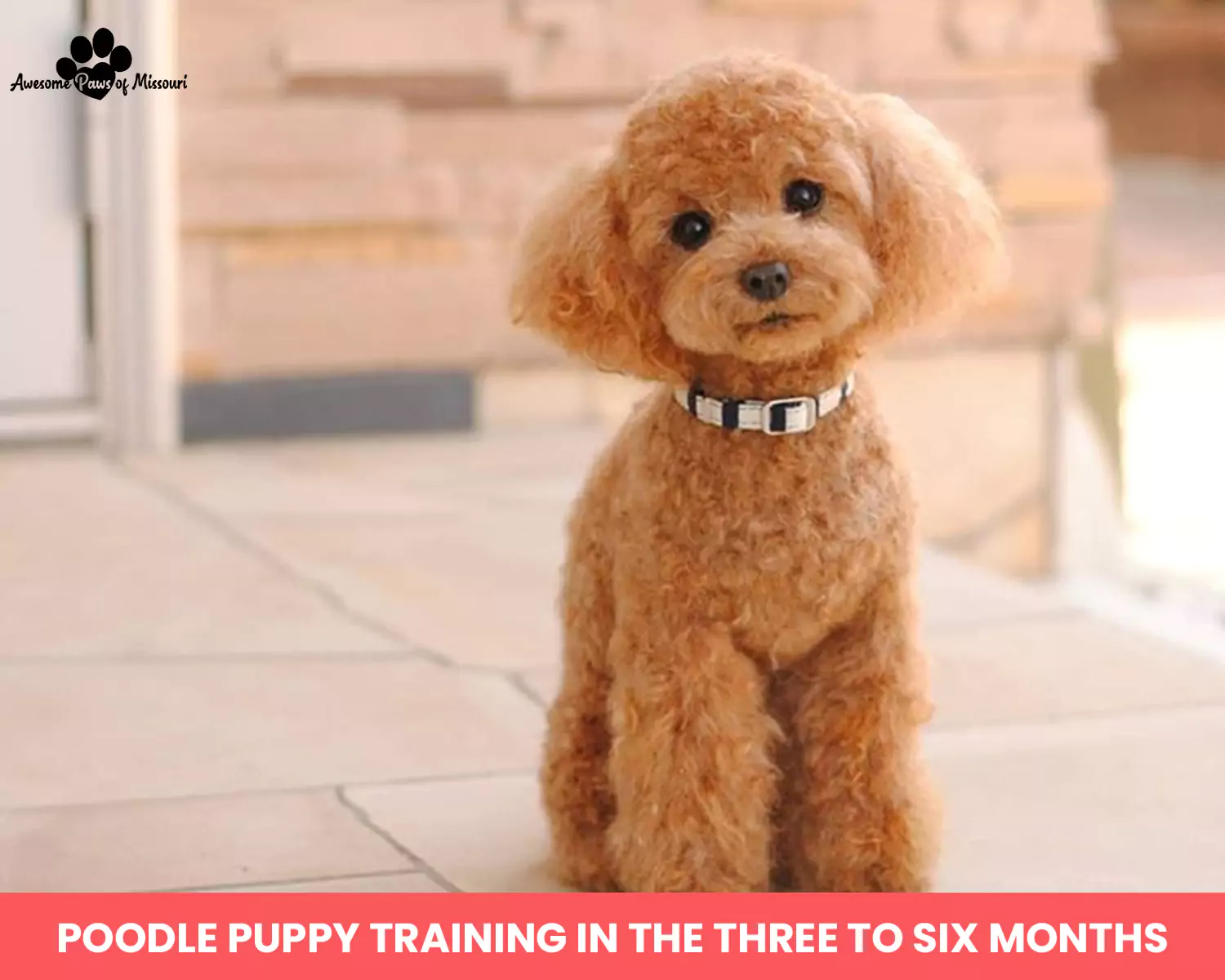 Poodle Puppy Training in the Three to Six Months 