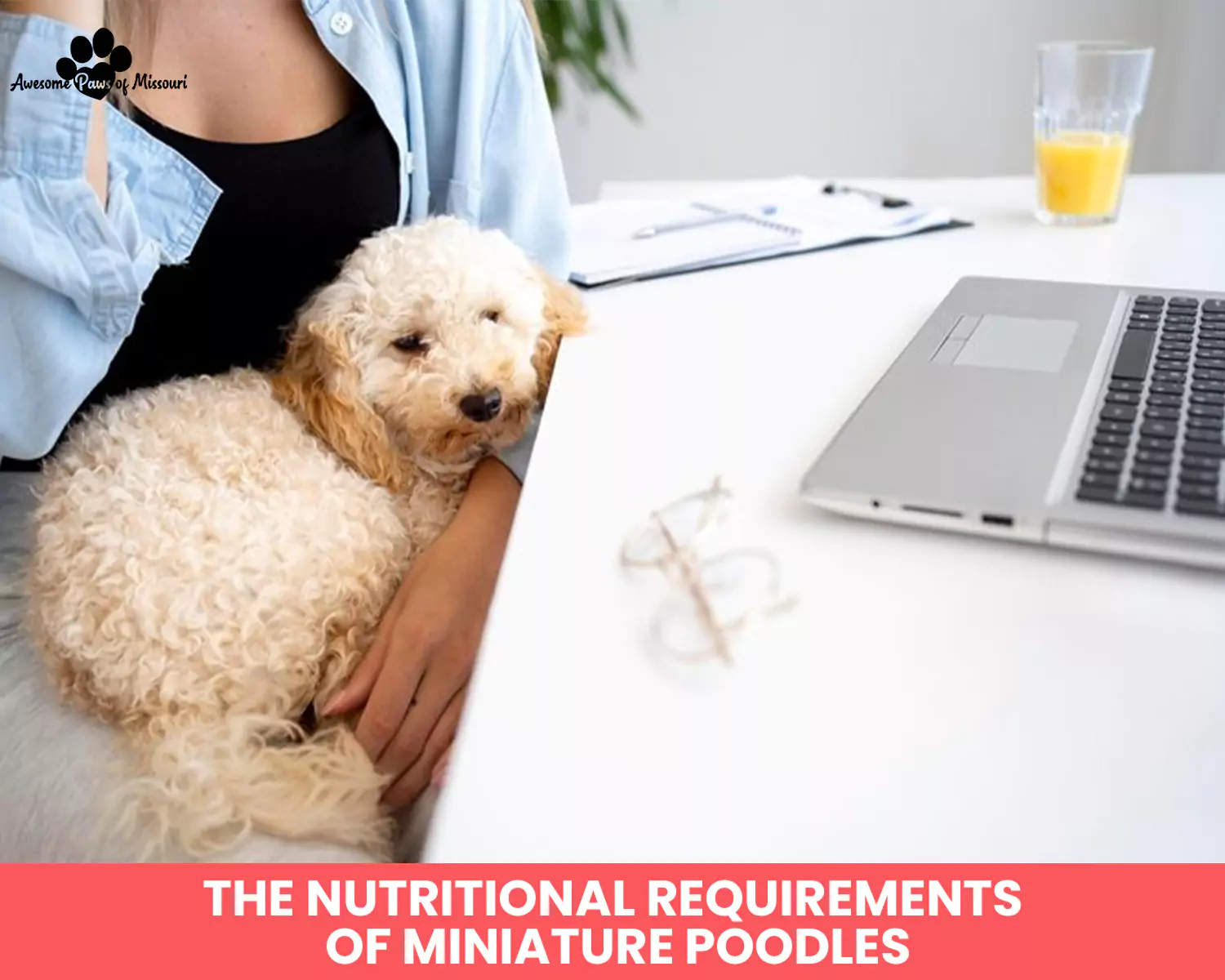 The Nutritional Requirements of Miniature Poodles
