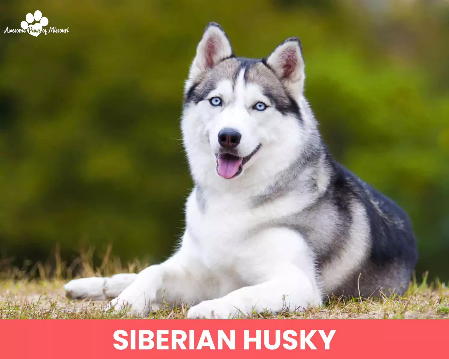 Siberian Husky