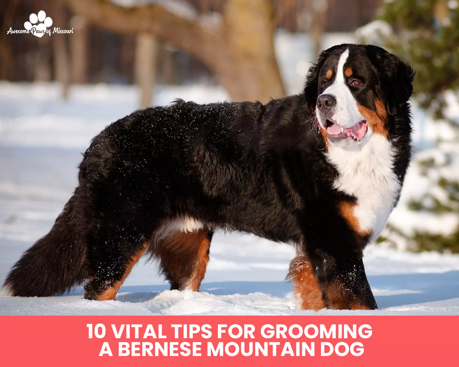10 Vital Tips for Grooming a Bernese Mountain Dog