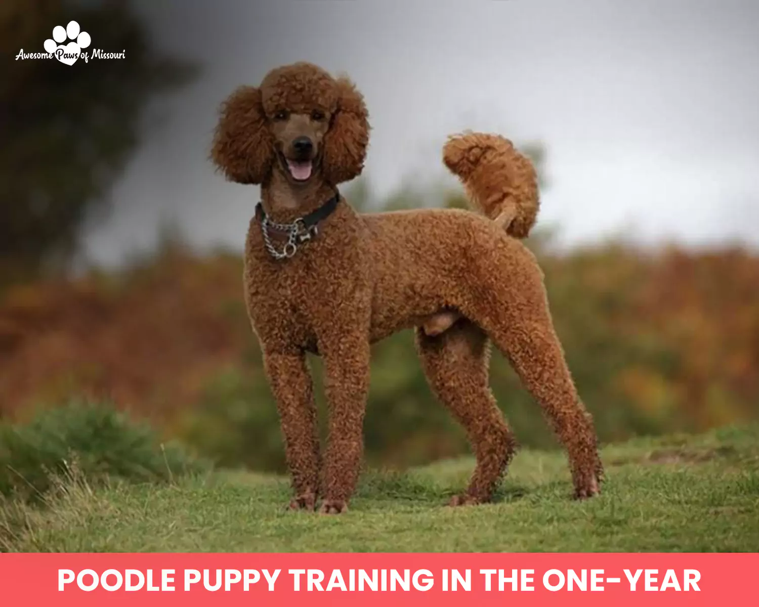 Poodle Puppy Training in the One-Year 