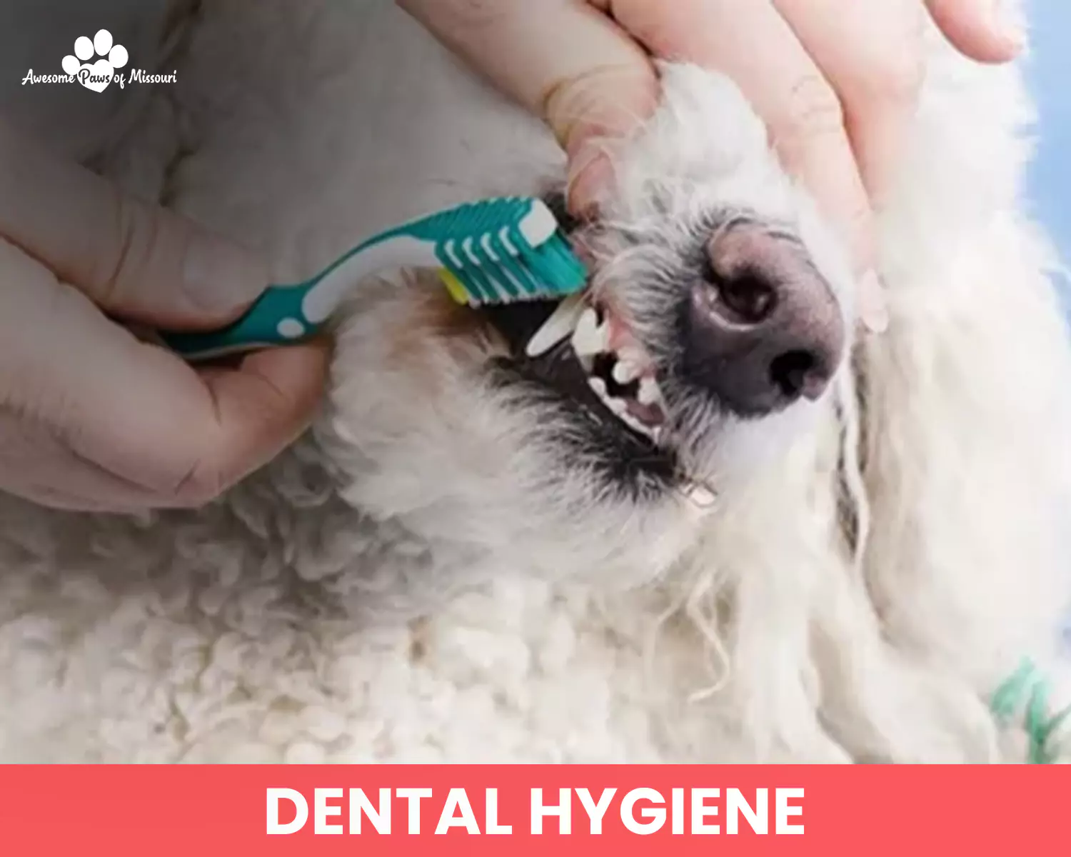 Dental Hygiene