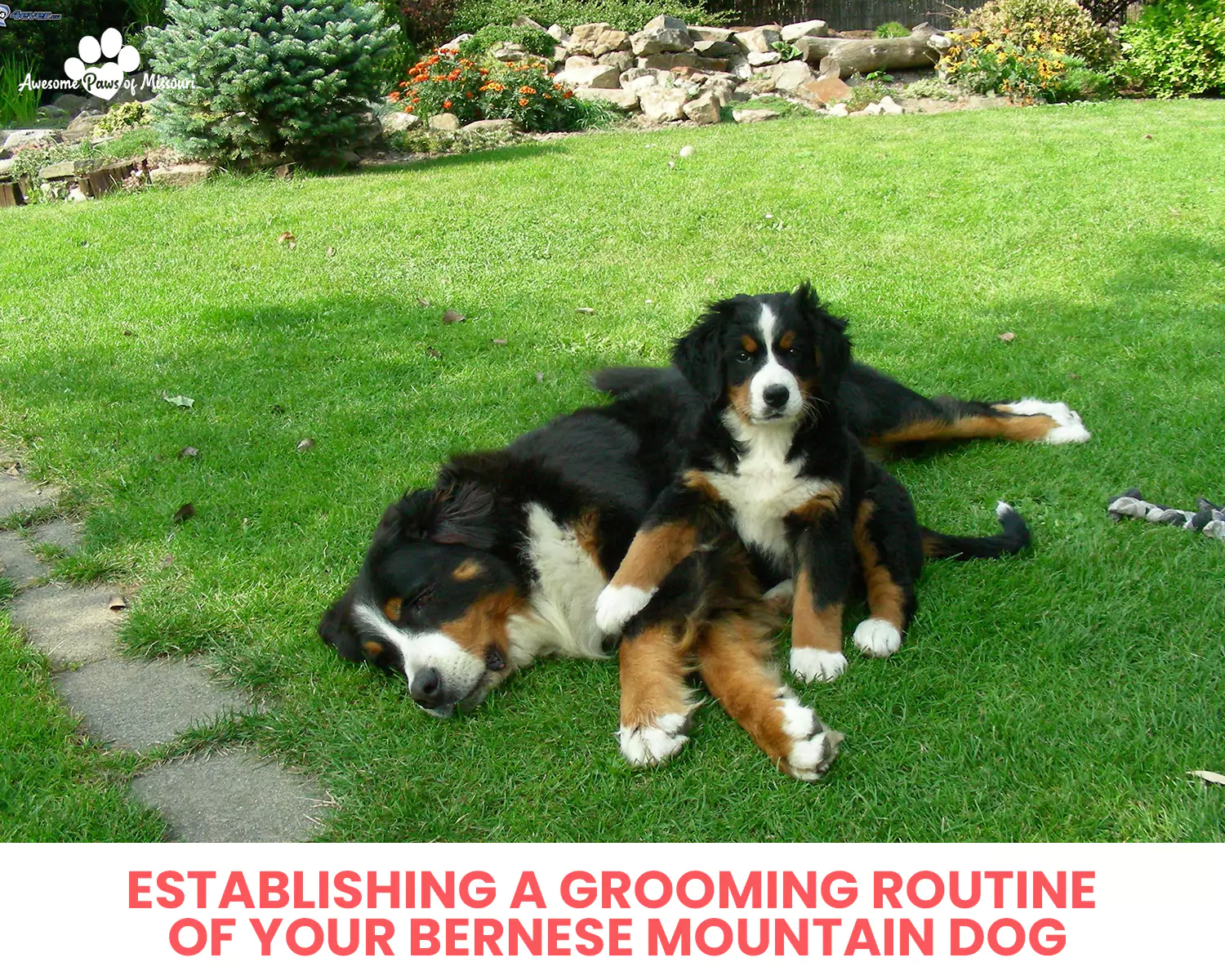 Establishing a Grooming Routine of Your Bernese Mountain Dog