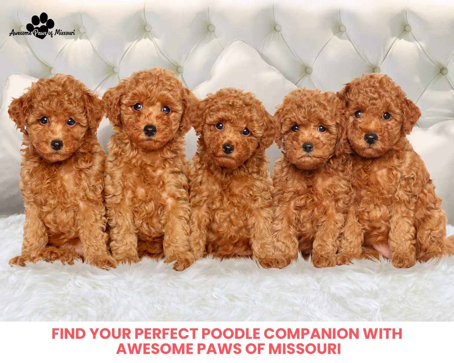 Find Your Perfect Poodle Companion with Awesome Paws Of Missouri