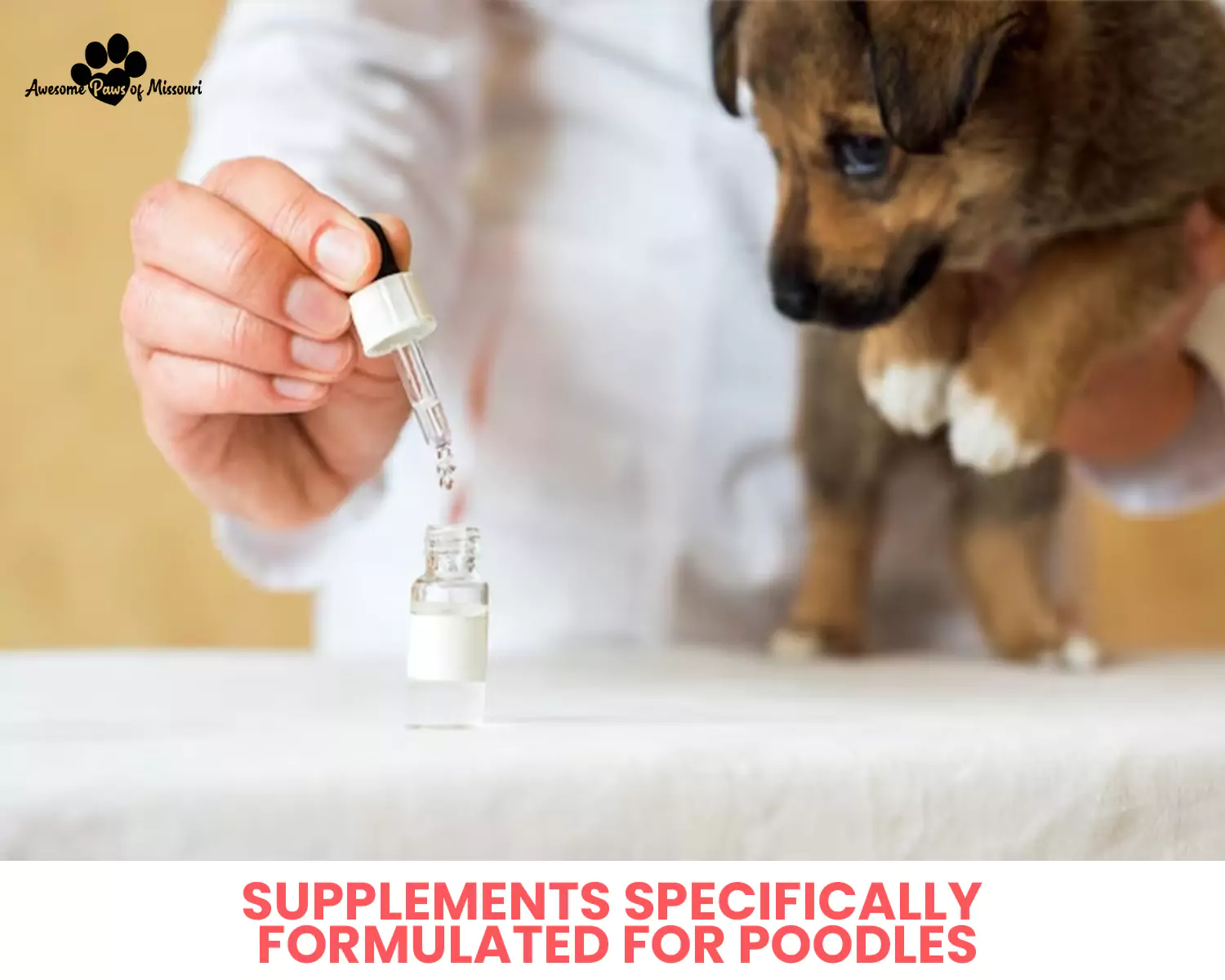 Supplements Specifically Formulated for Poodles