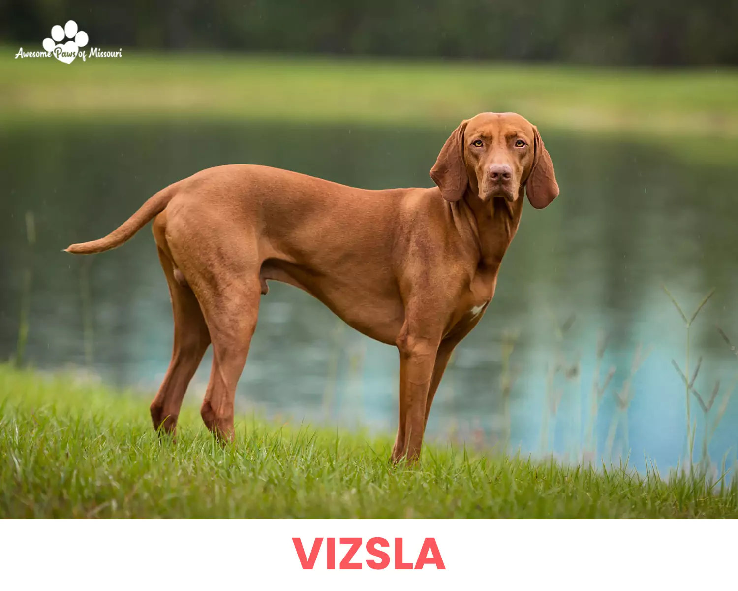 Vizsla