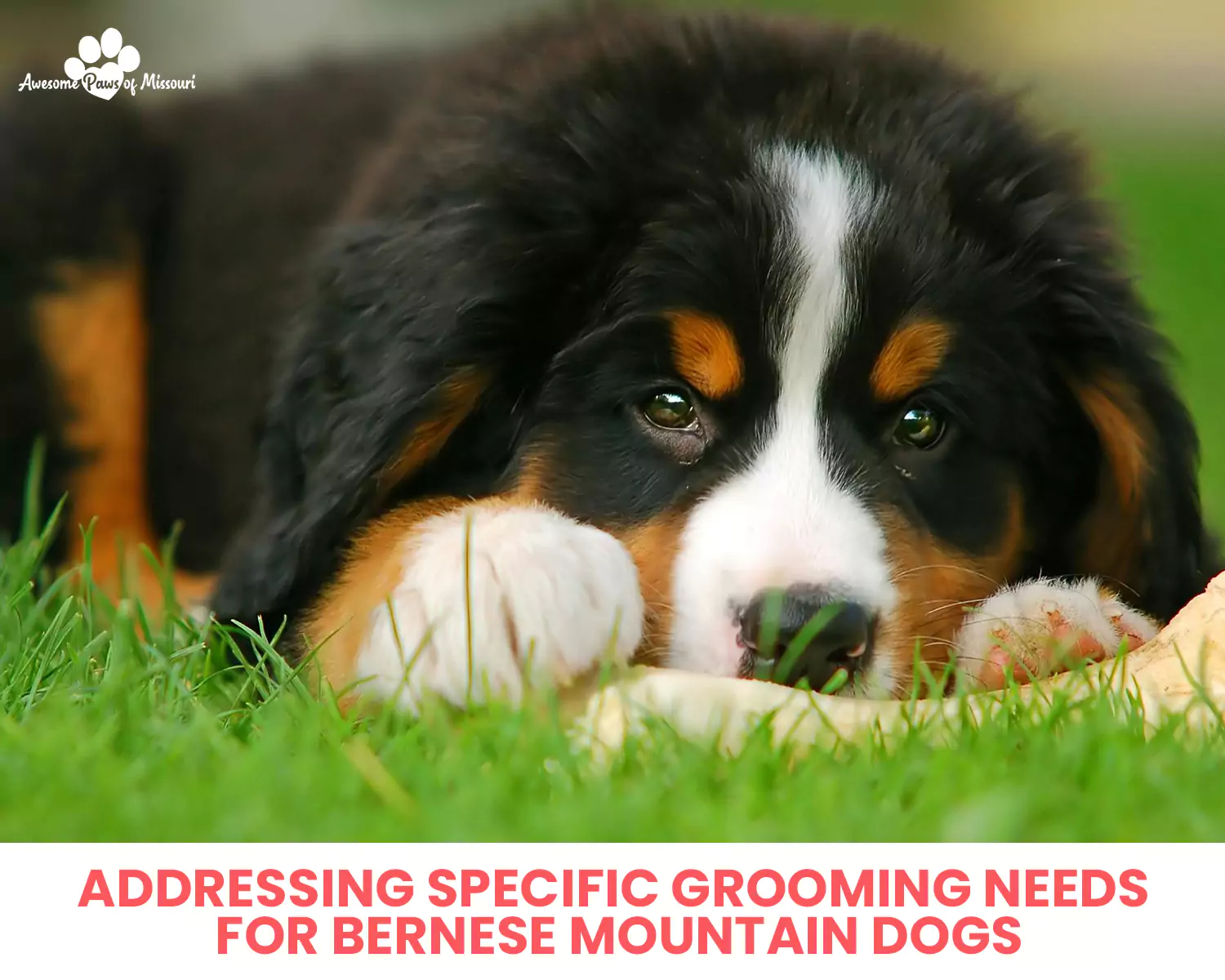 Addressing Specific Grooming Needs for Bernese Mountain Dogs