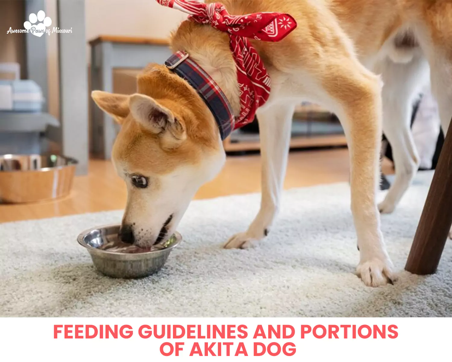Feeding Guidelines and Portions of Akita Dog