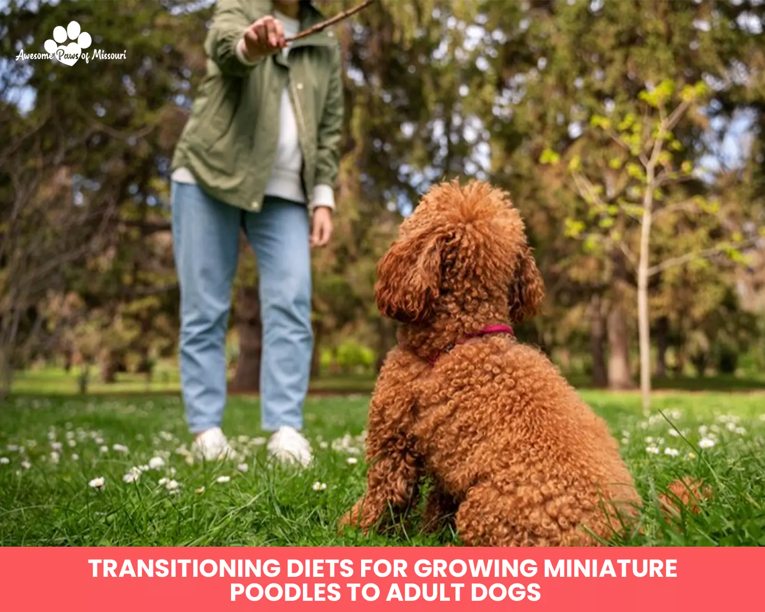 Transitioning Diets For Growing Miniature Poodles To Adult Dogs