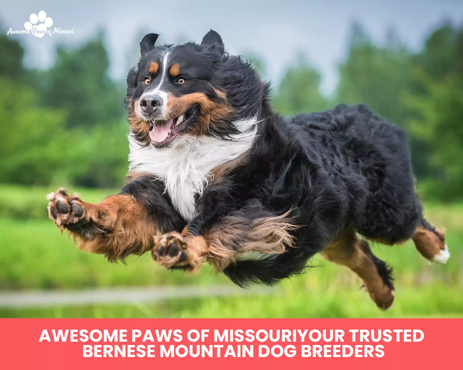 Awesome Paws of Missouri: Your Trusted Bernese Mountain Dog Breeders