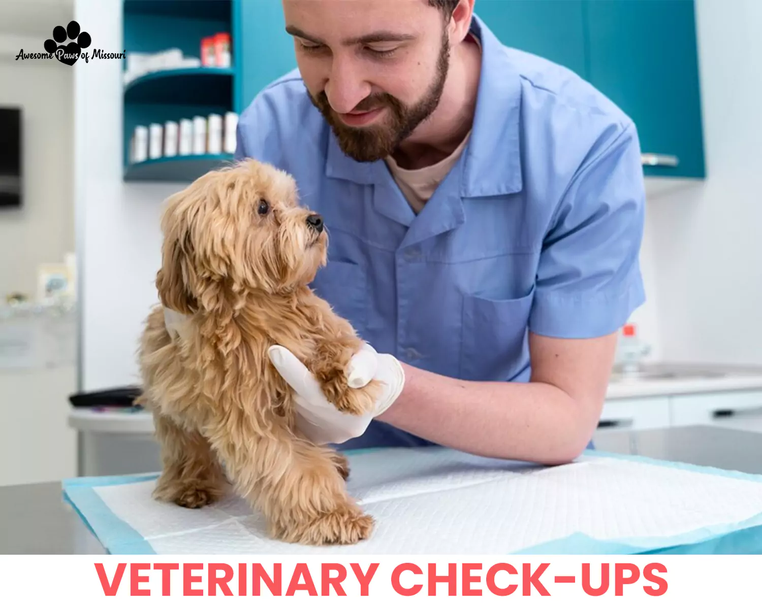 Veterinary Check-ups