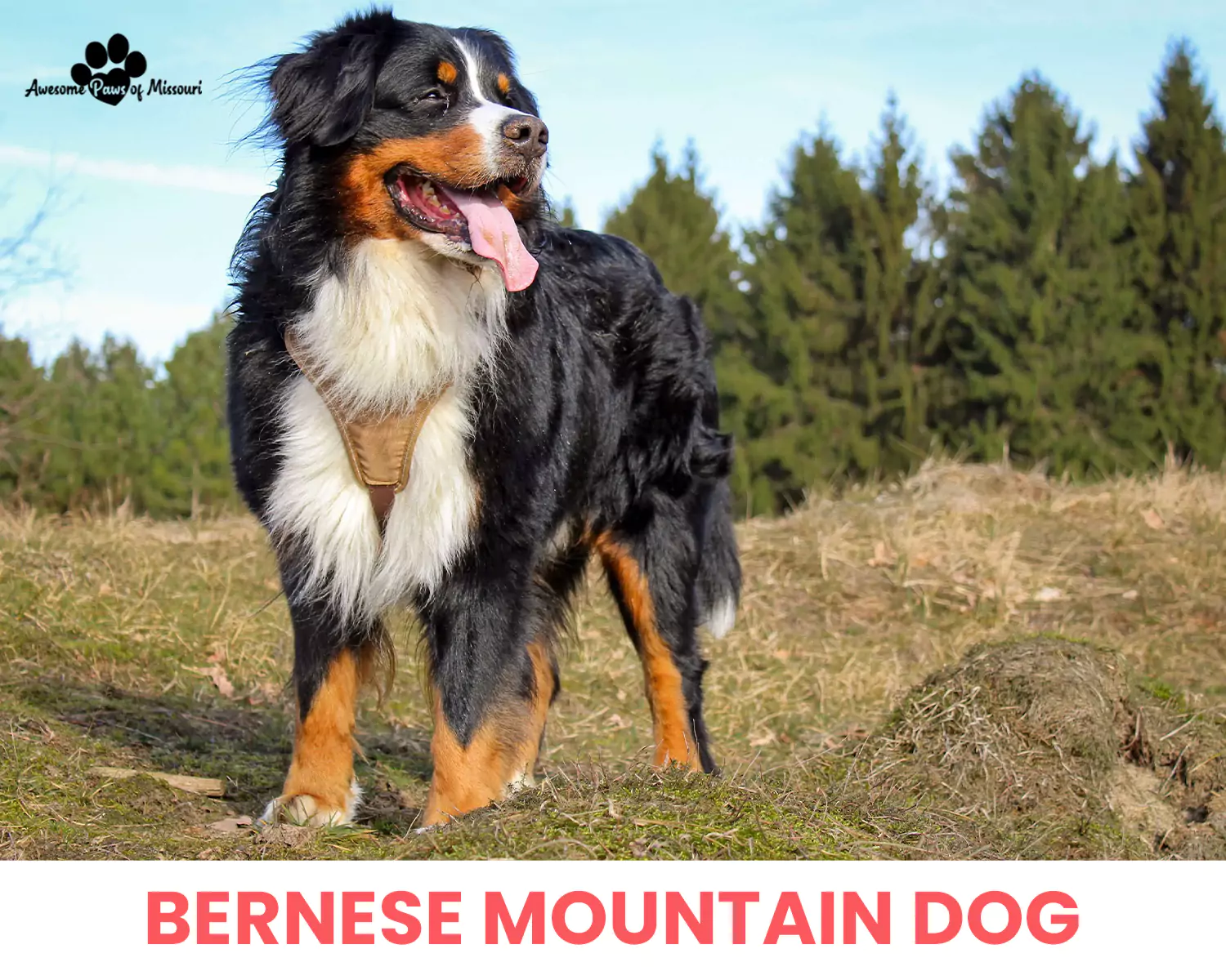 Bernese Mountain Dog