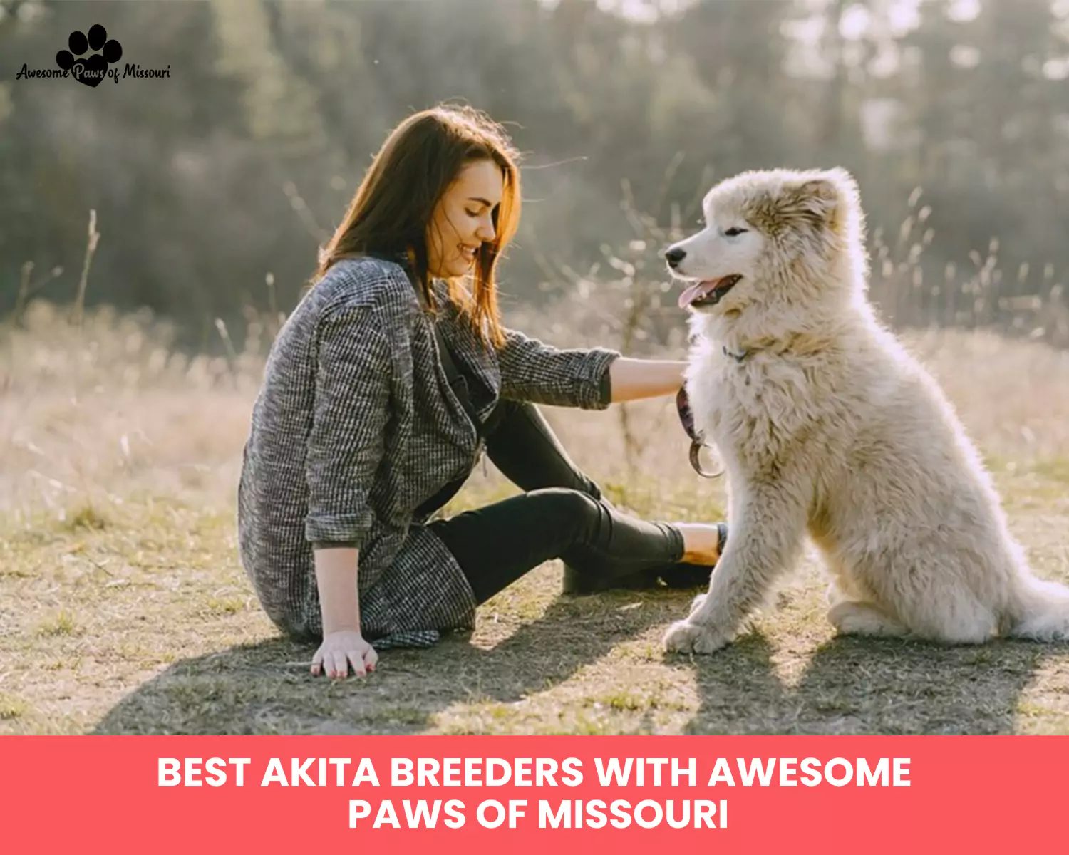 Best Akita Breeders With Awesome Paws of Missouri