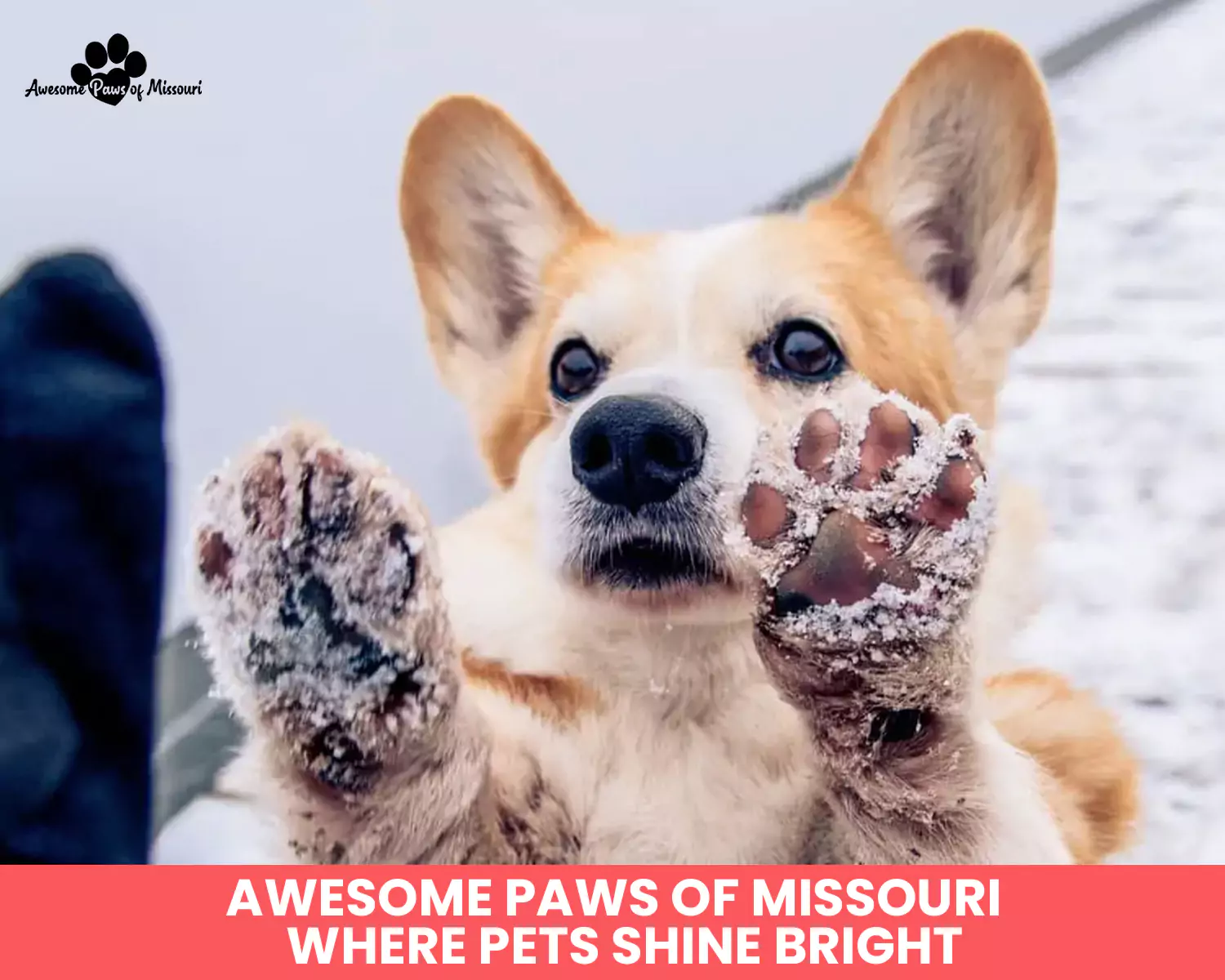Awesome Paws of Missouri – Where Pets Shine Bright