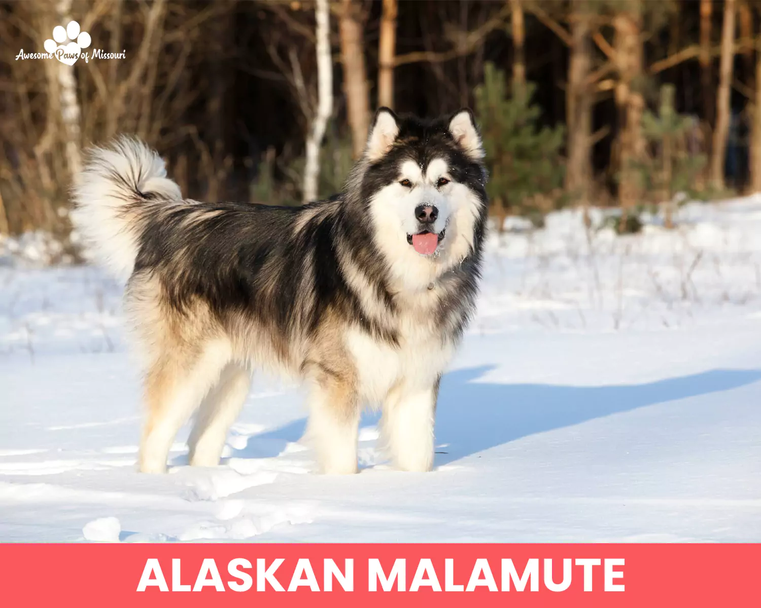 Alaskan Malamute
