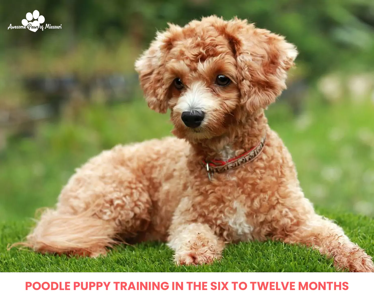 Poodle Puppy Training in the Six to Twelve Months 