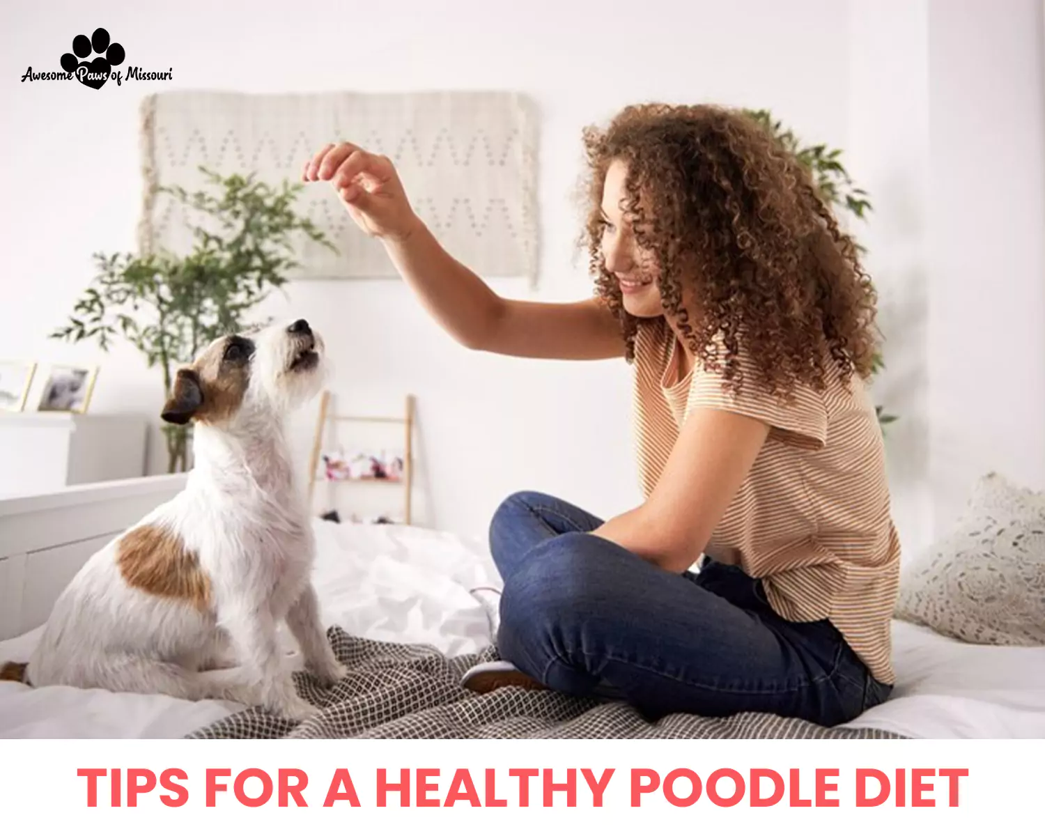 Tips for a Healthy Poodle Diet