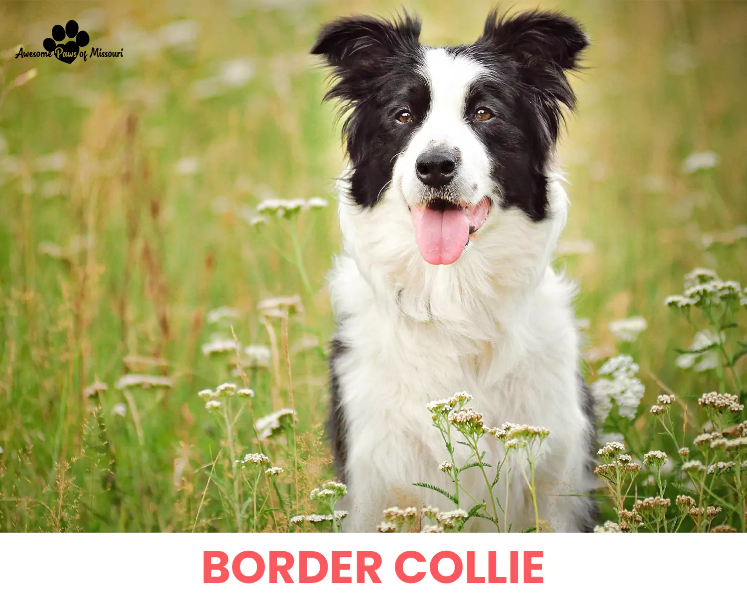 Border Collie
