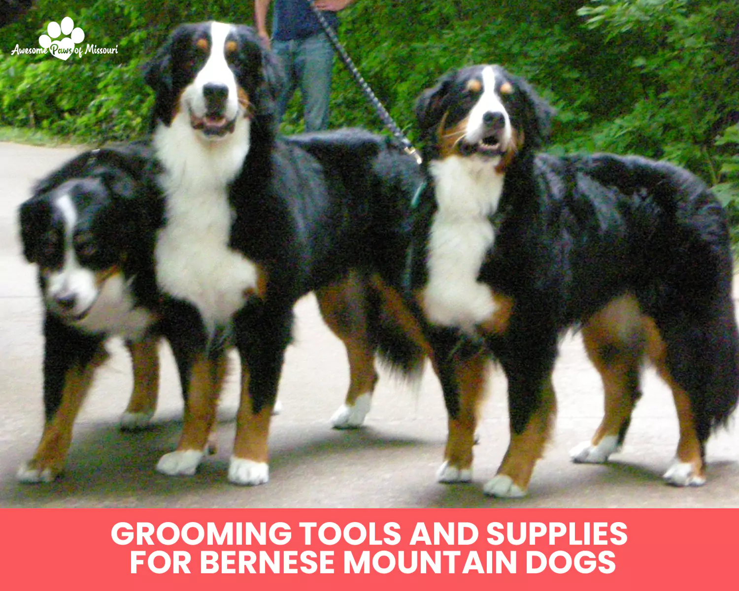 Grooming Tools and Supplies for Bernese Mountain Dogs