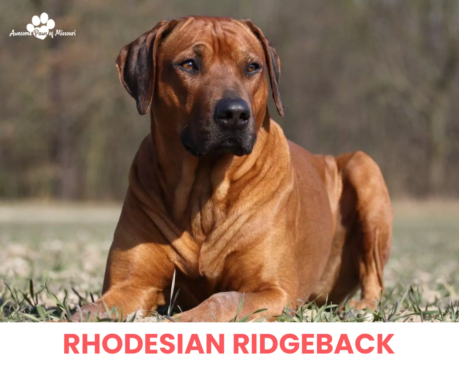 Rhodesian Ridgeback