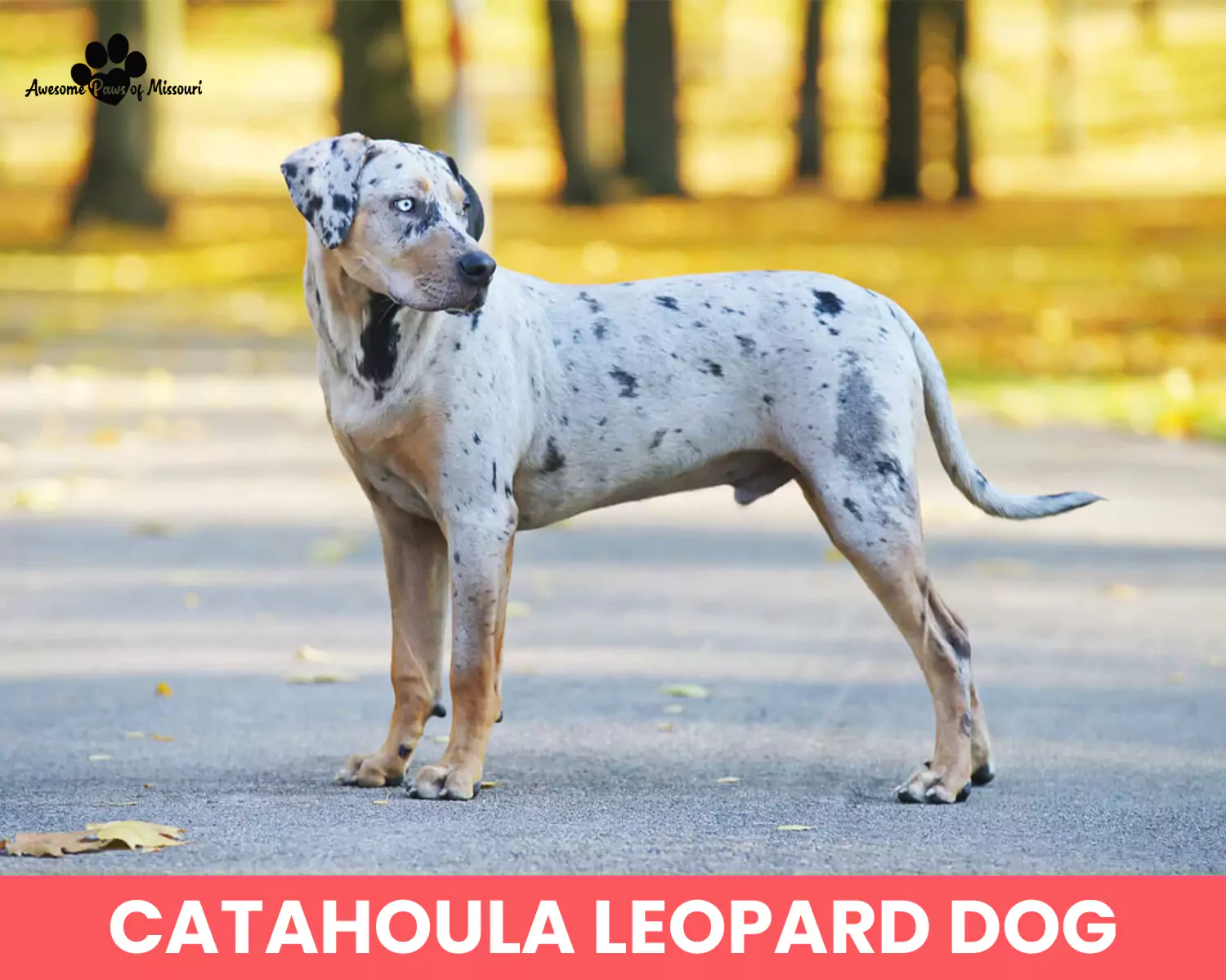 Catahoula Leopard Dog