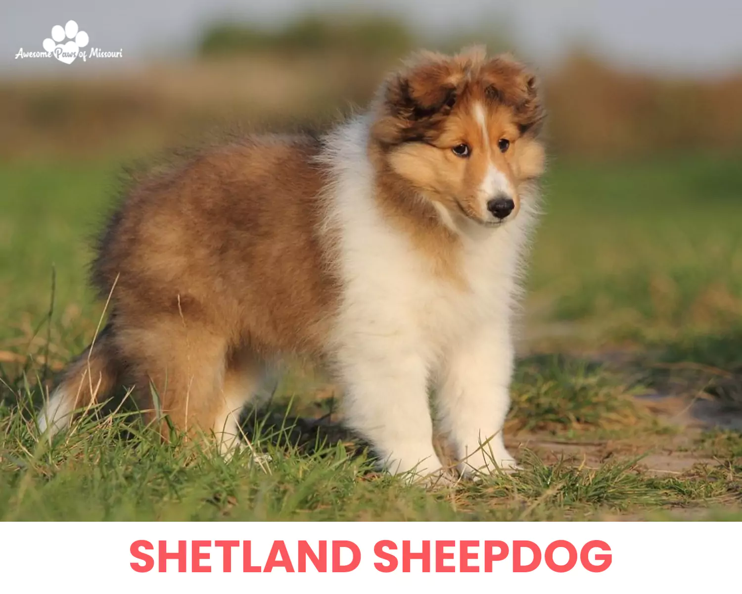 Shetland Sheepdog